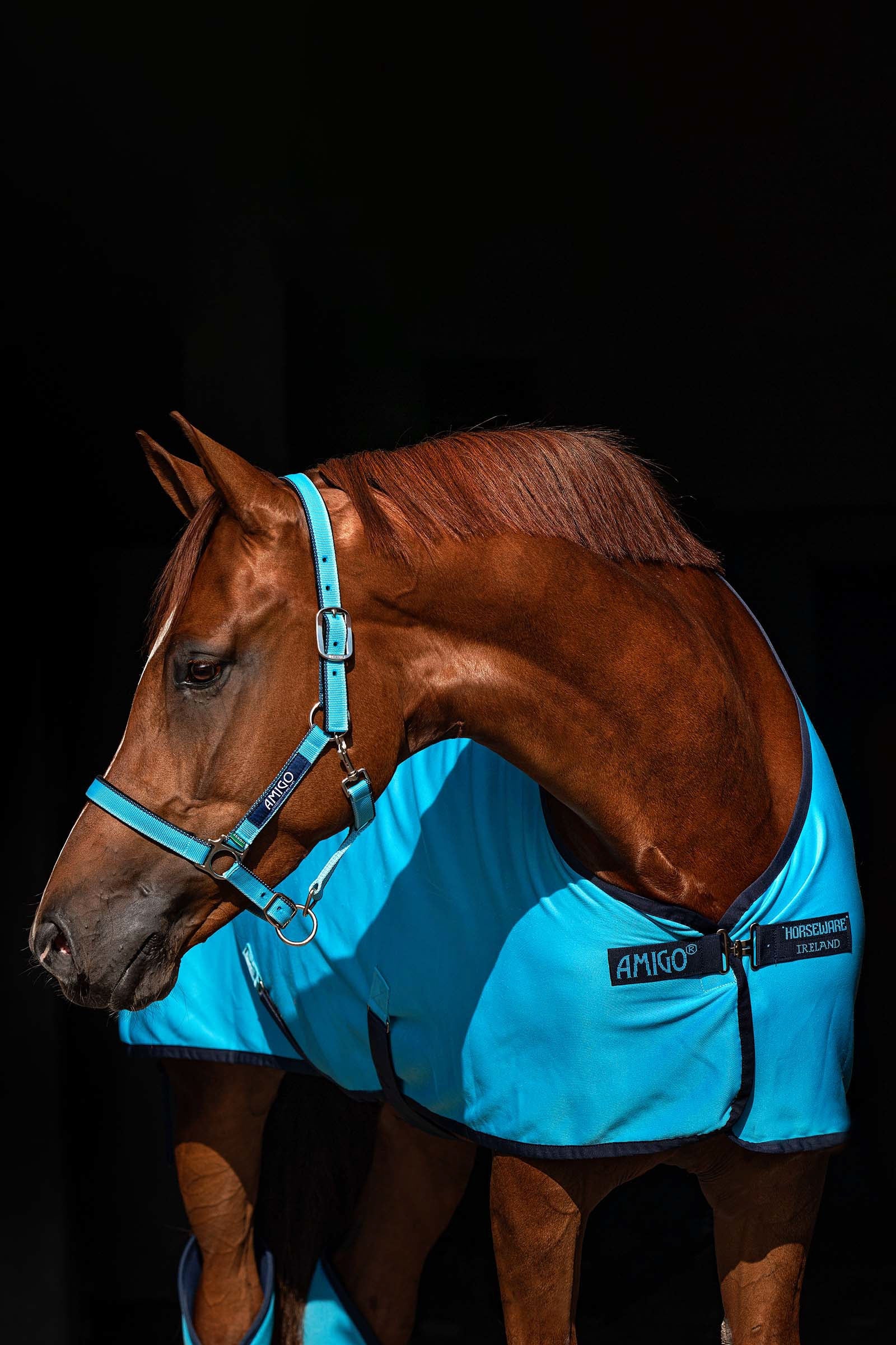 Horseware Amigo Jersey Cooler Horse Rugs