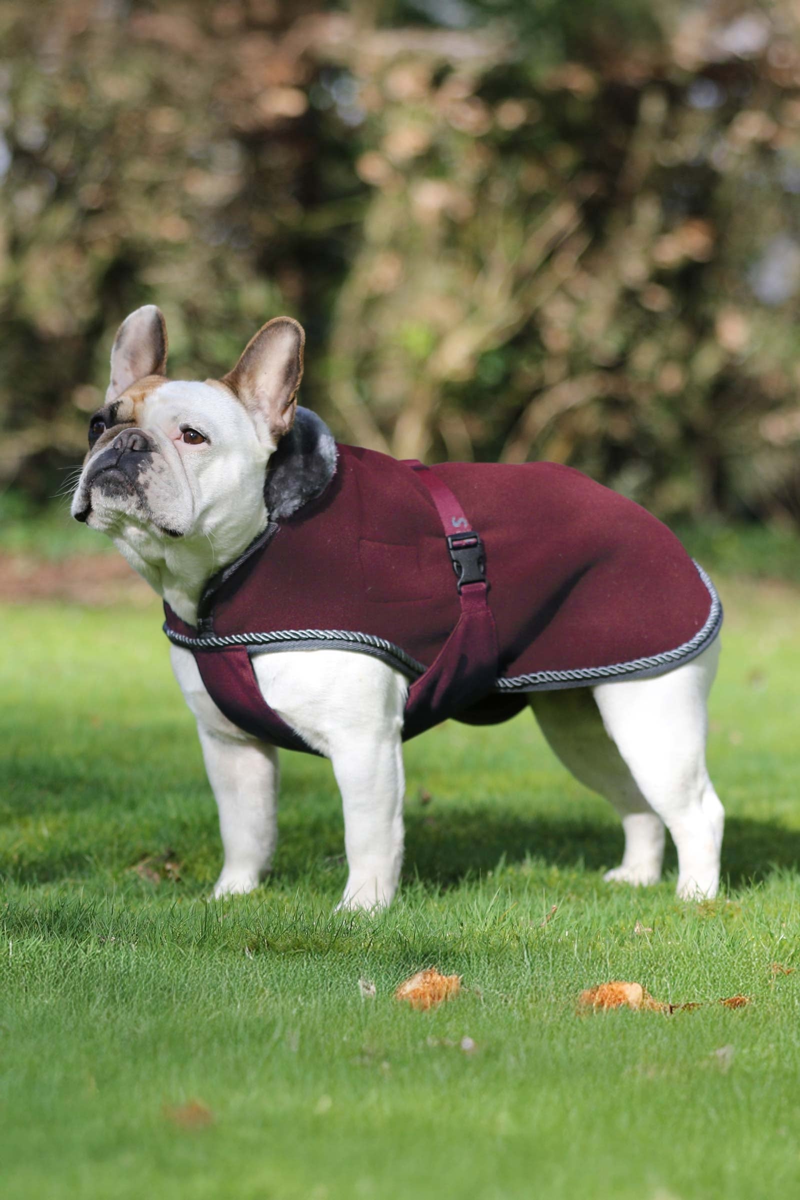 Bucas Show-Line Dog Rug Dog Accesories