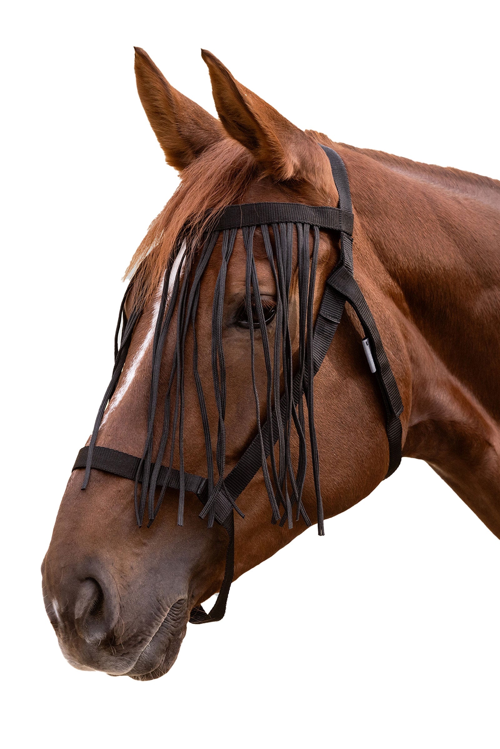 Waldhausen Grazing Halter With Fly Fringe Halters & Leads