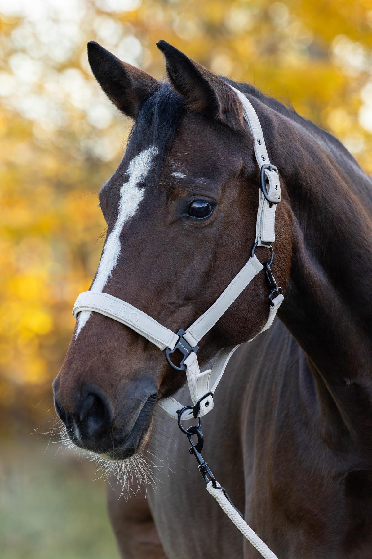 Covalliero FW26 Halter Halters & Leads