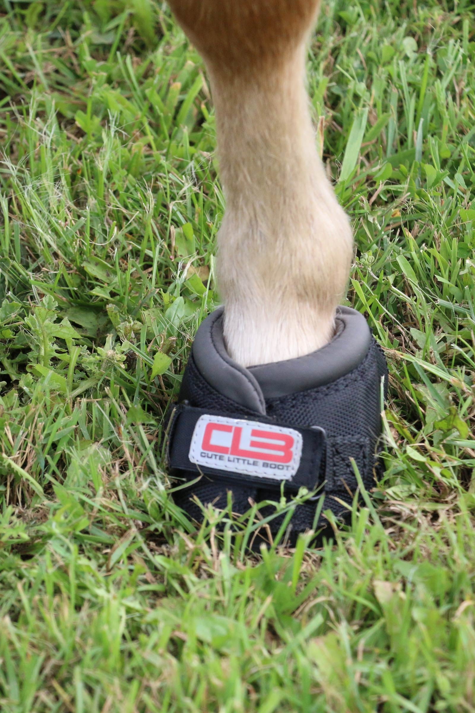 Cavallo Hoof Boots F.R.A. CLB Hoof Boots (regular/pair) Leg Protection & Hoof Protection for Horses