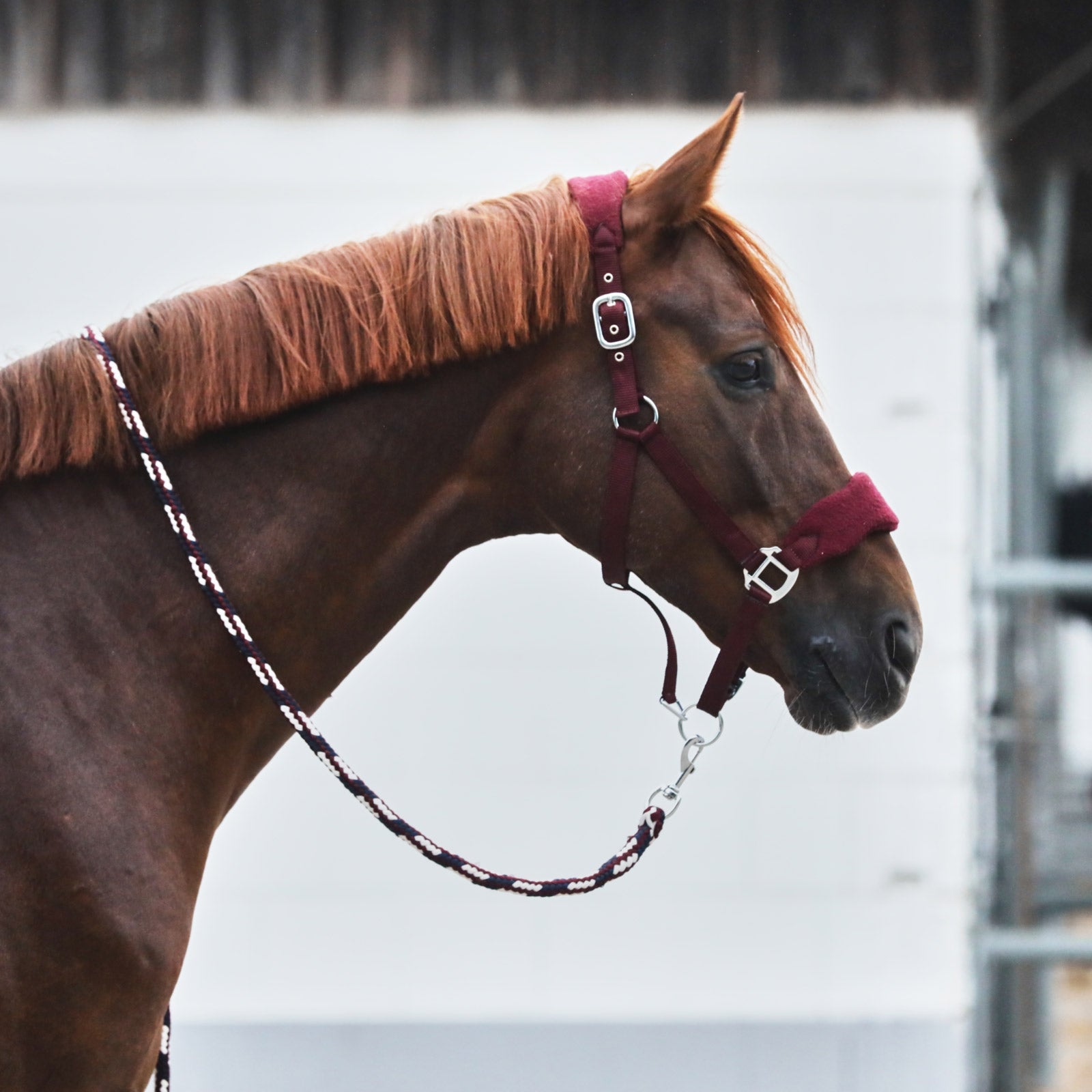 Horze Kiel Halter with Fleece Halters & Leads