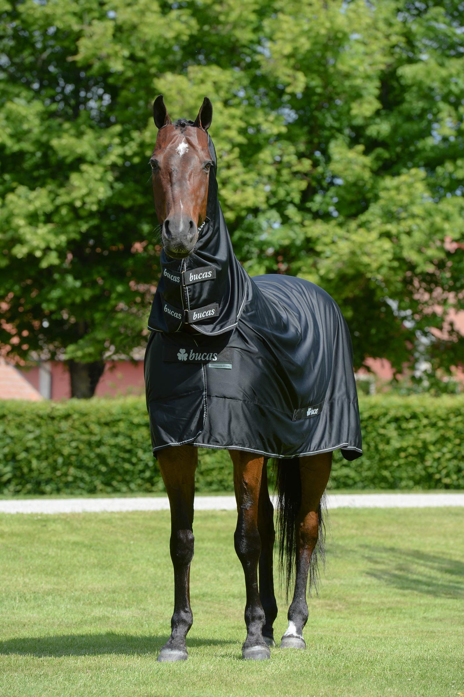 Bucas Shamrock Power Rug with Full Neck Horse Rugs