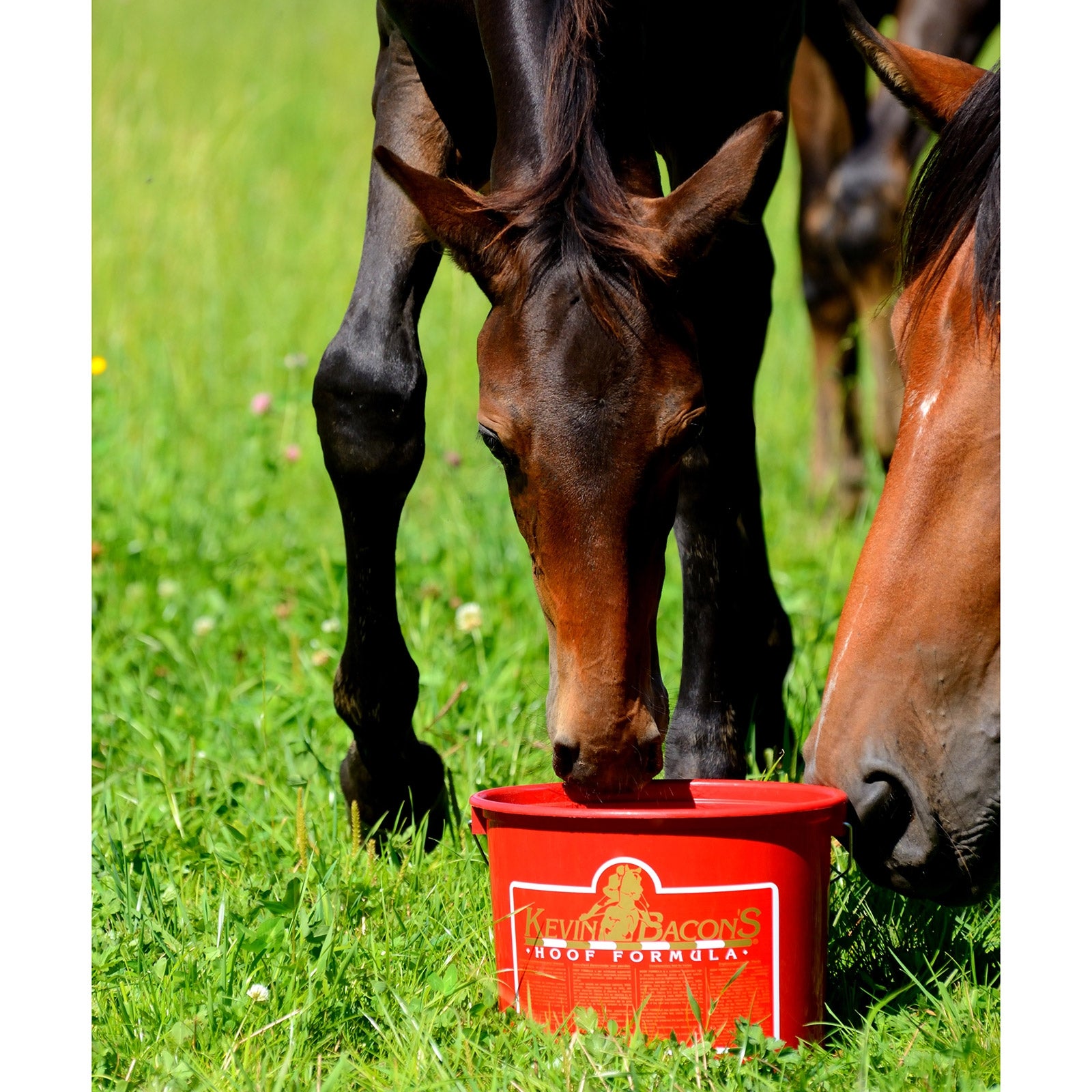 Kevin Bacon´s Kevin Bacon's Hoof Formula, 5 kg Horse Health Care