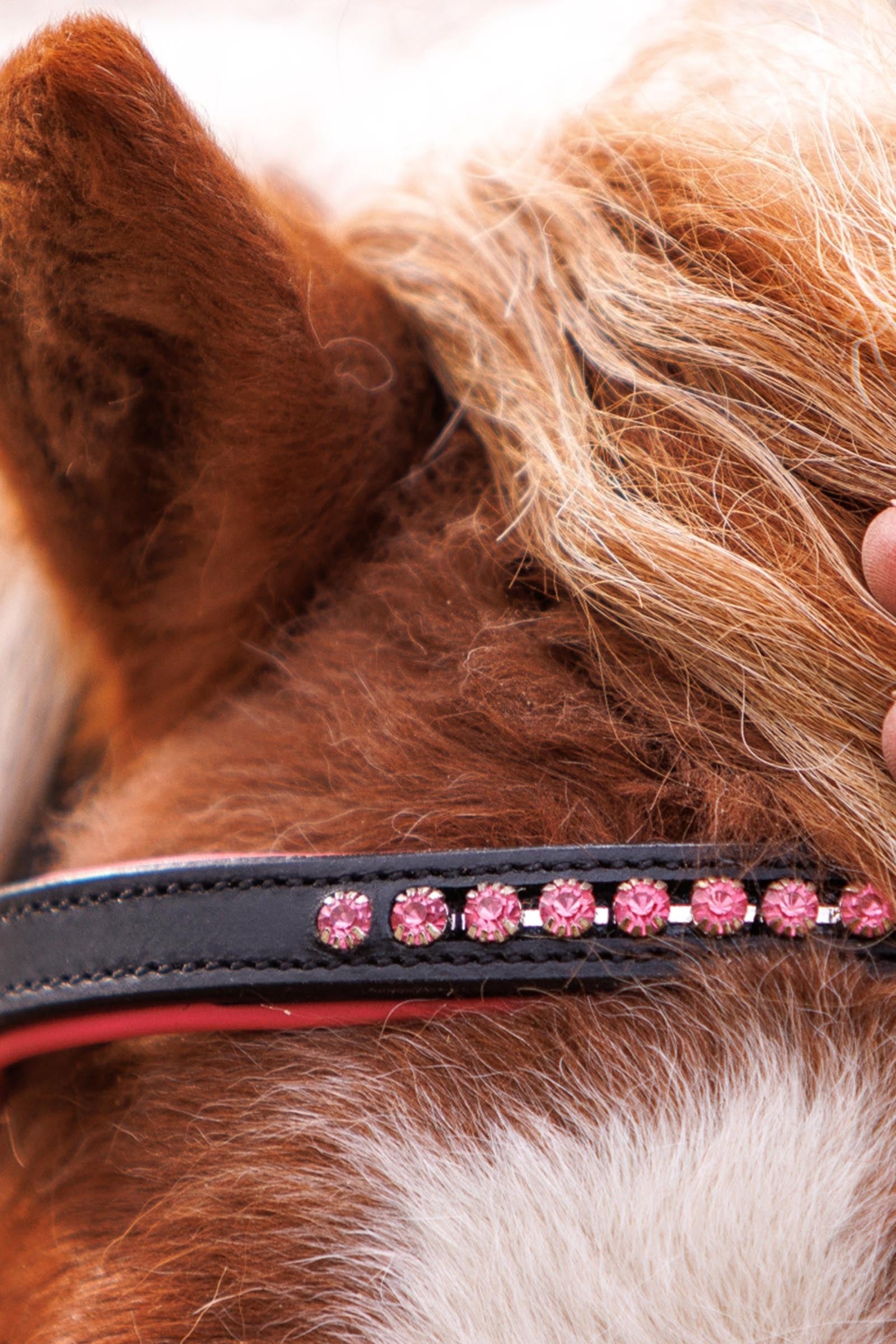 Kavalkade Maja Shetty Bridle English Noseband With Flash Bridles & Reins