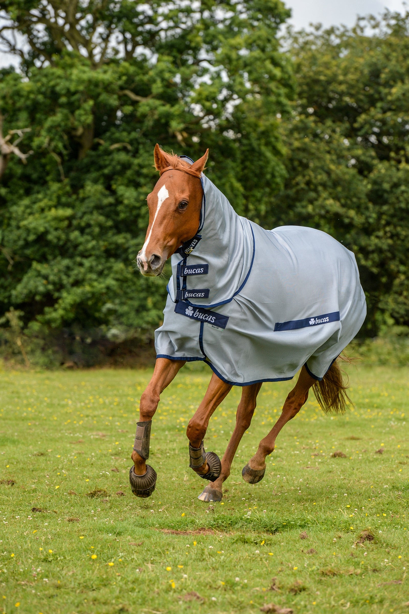 Bucas Buzz-Off Full Neck Fly Rug Pony with fixed Neck Horse Rugs