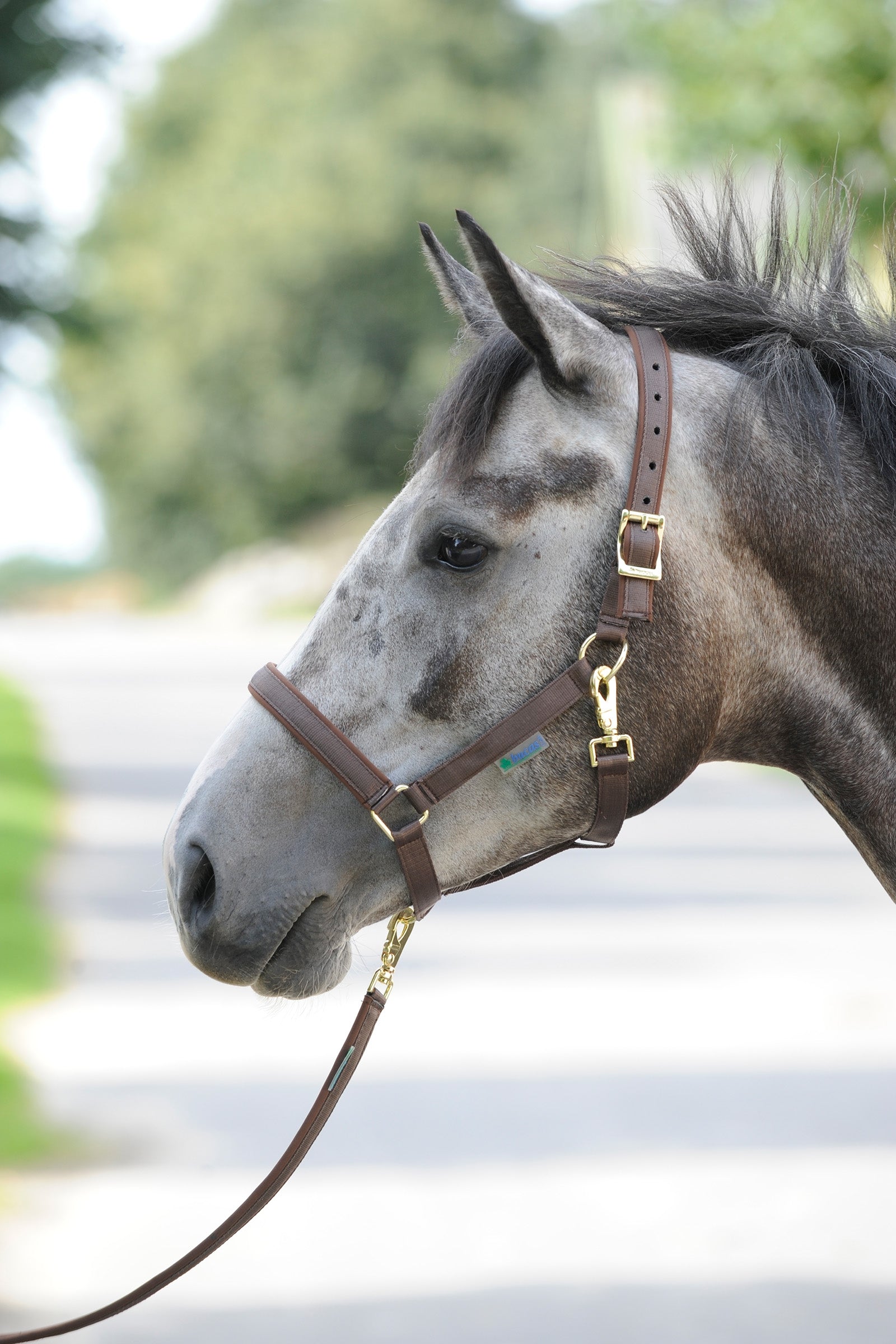 Bucas Dublin Padded Luxury Halter Halters & Leads