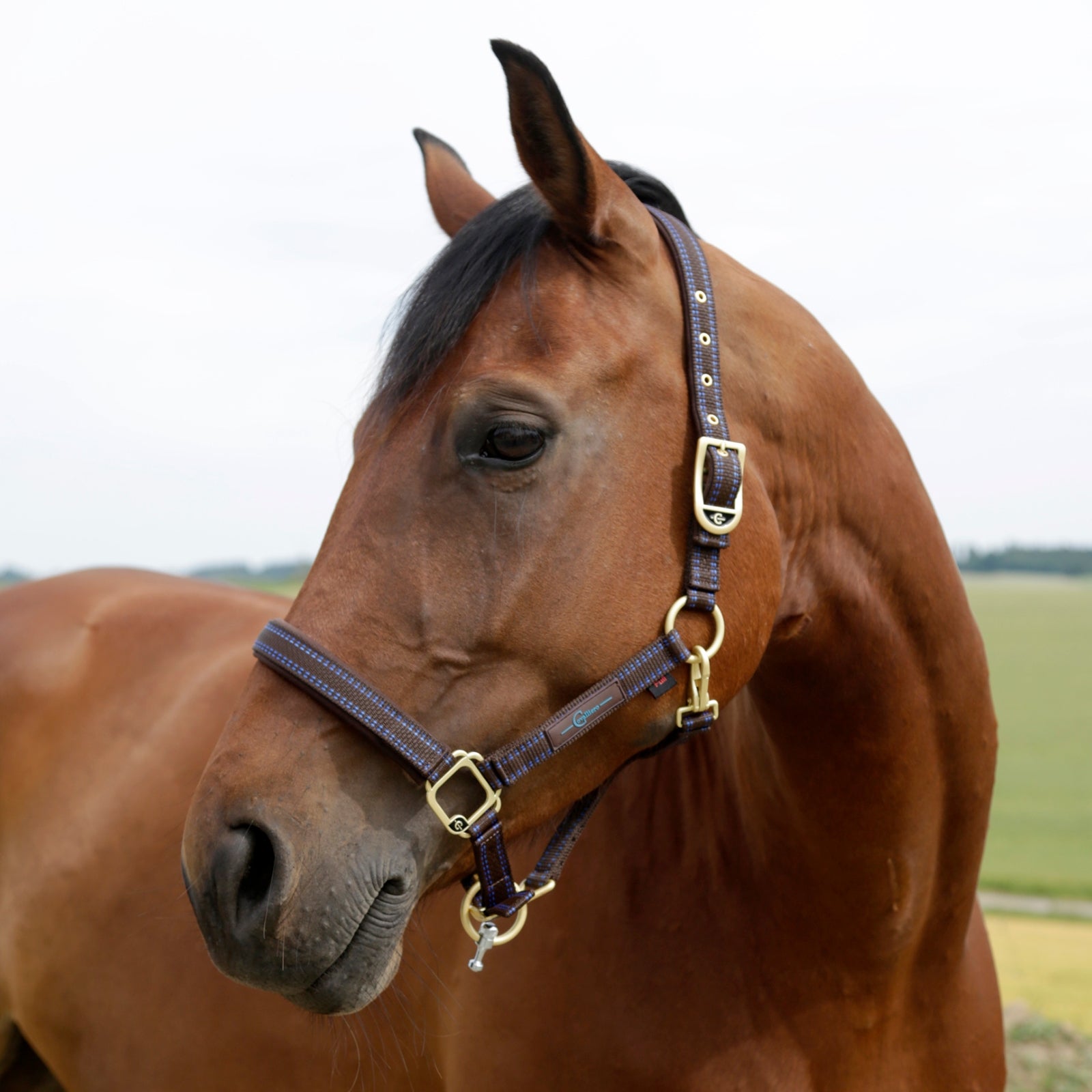 GoLeyGO GoLeyGo Halter Halters & Leads
