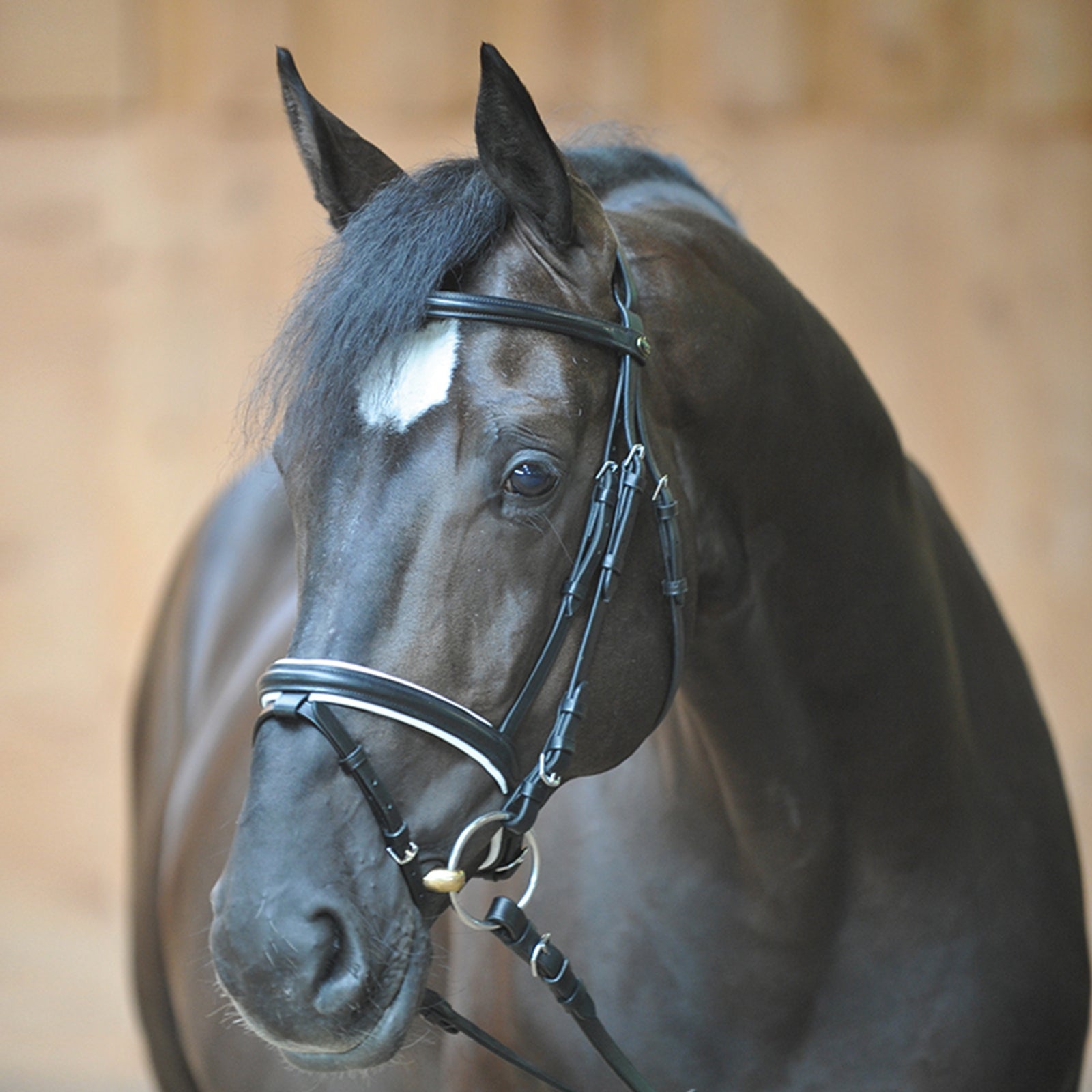 Kavalkade Bridle Quentin Ecoline, flash noseband Bridles & Reins