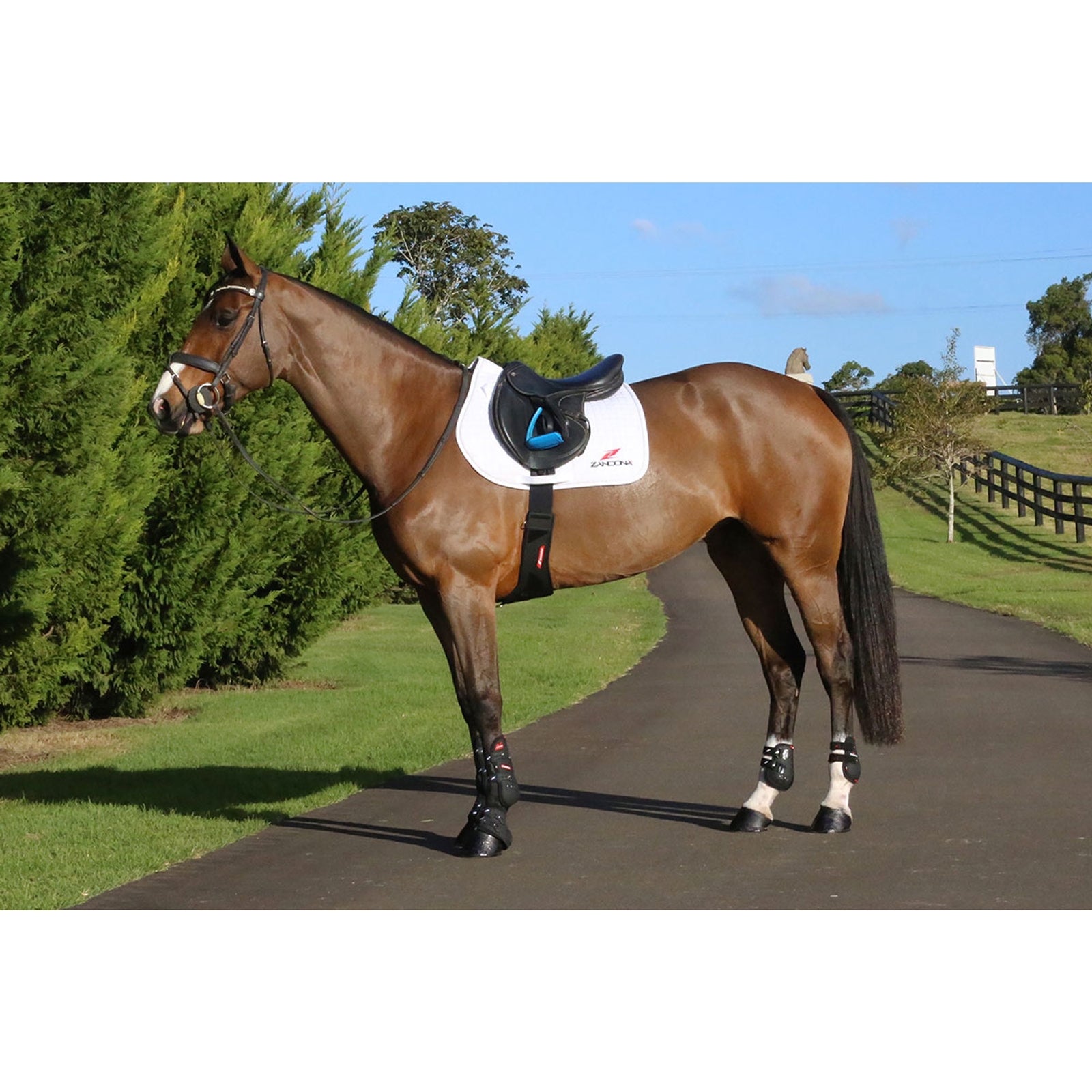 Zandona CARBON AIR Candy Girth Saddles, Girths & Stirrups