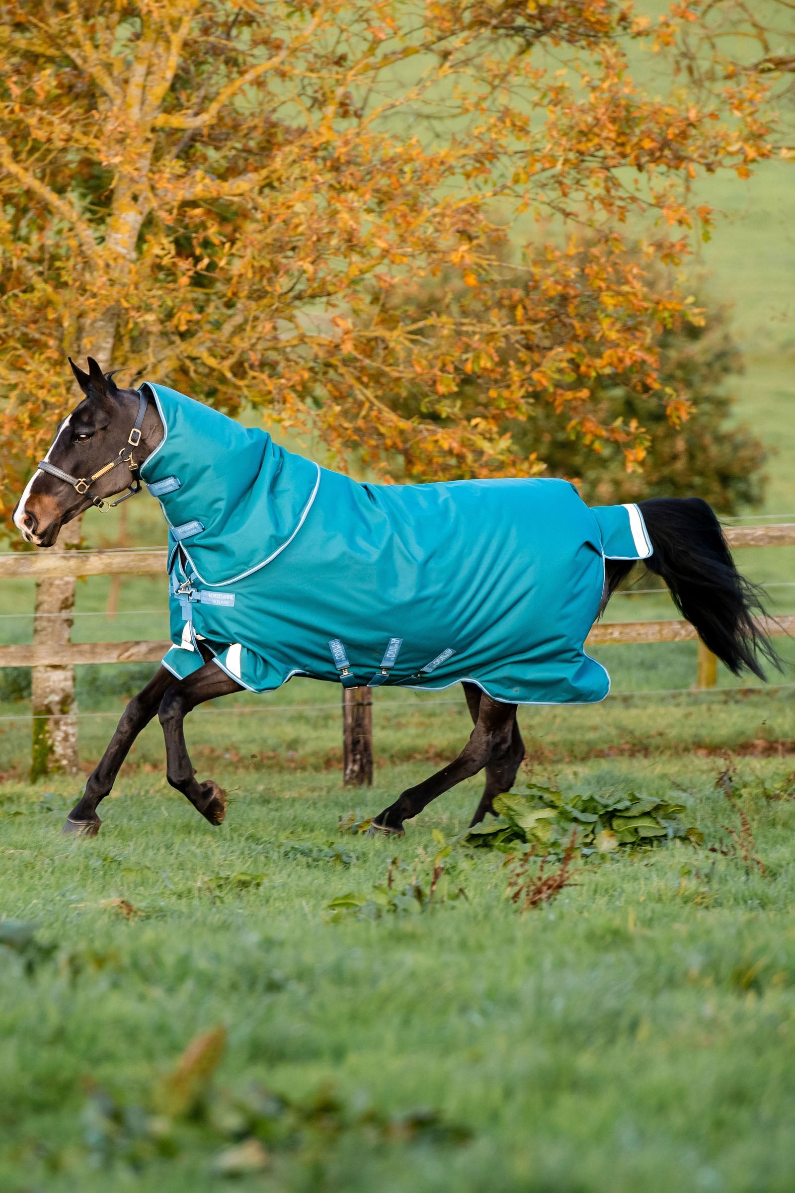 Horseware Amigo Bravo 12 Plus Turnout Rug With Detachable Neck, 400g Horse Rugs