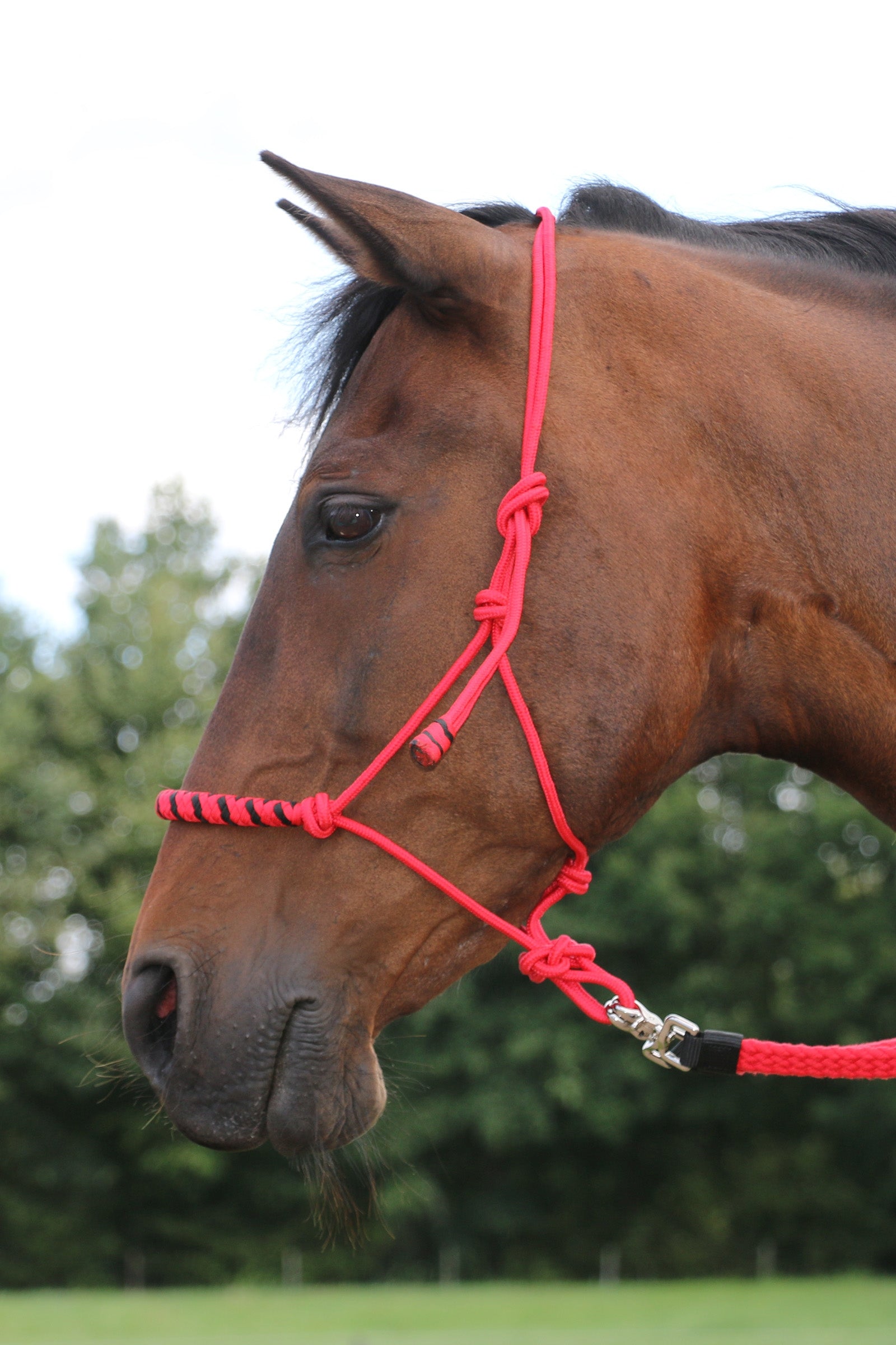 F.R.A. Freedom Riding Articles Jabar Training Rope Halter 8mm (System 3) w/ Braided Noseband Halters & Leads