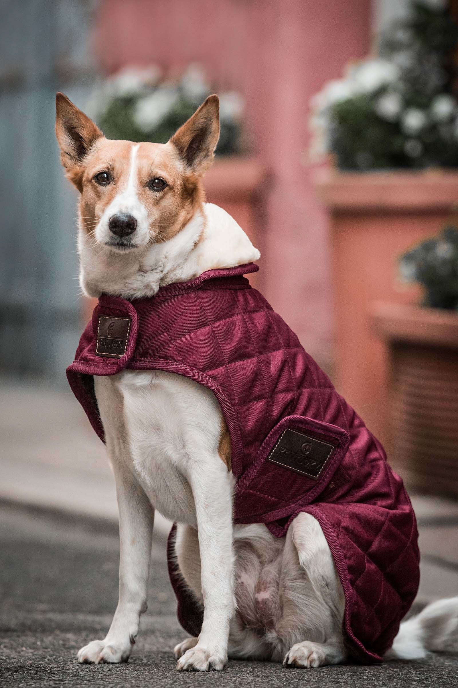 Kentucky Dogwear Dog Coat Waterproof Dog Accesories
