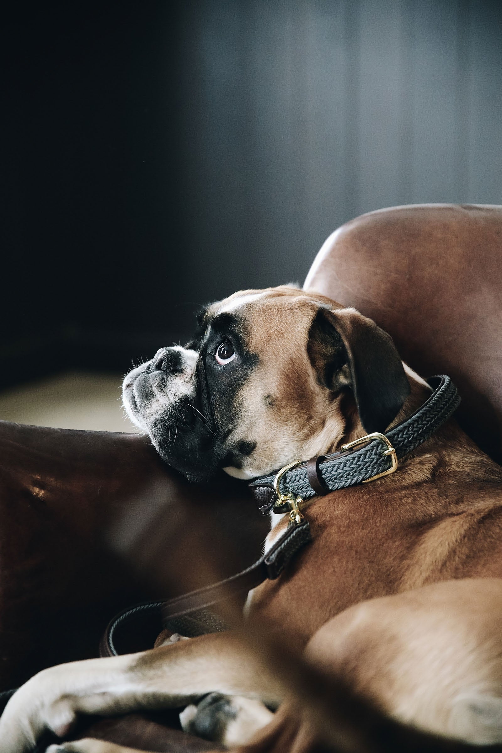 Kentucky Dogwear Plaited Nylon Dog Collar Dog Accesories