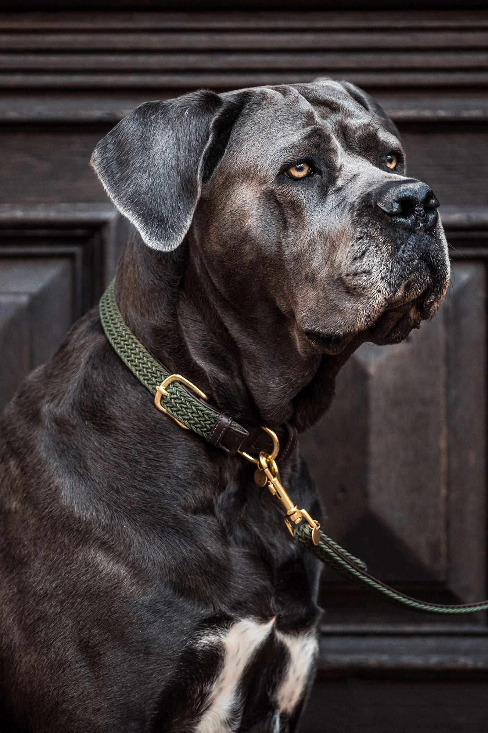 Kentucky Dogwear Plaited Nylon Dog Collar Dog Accesories