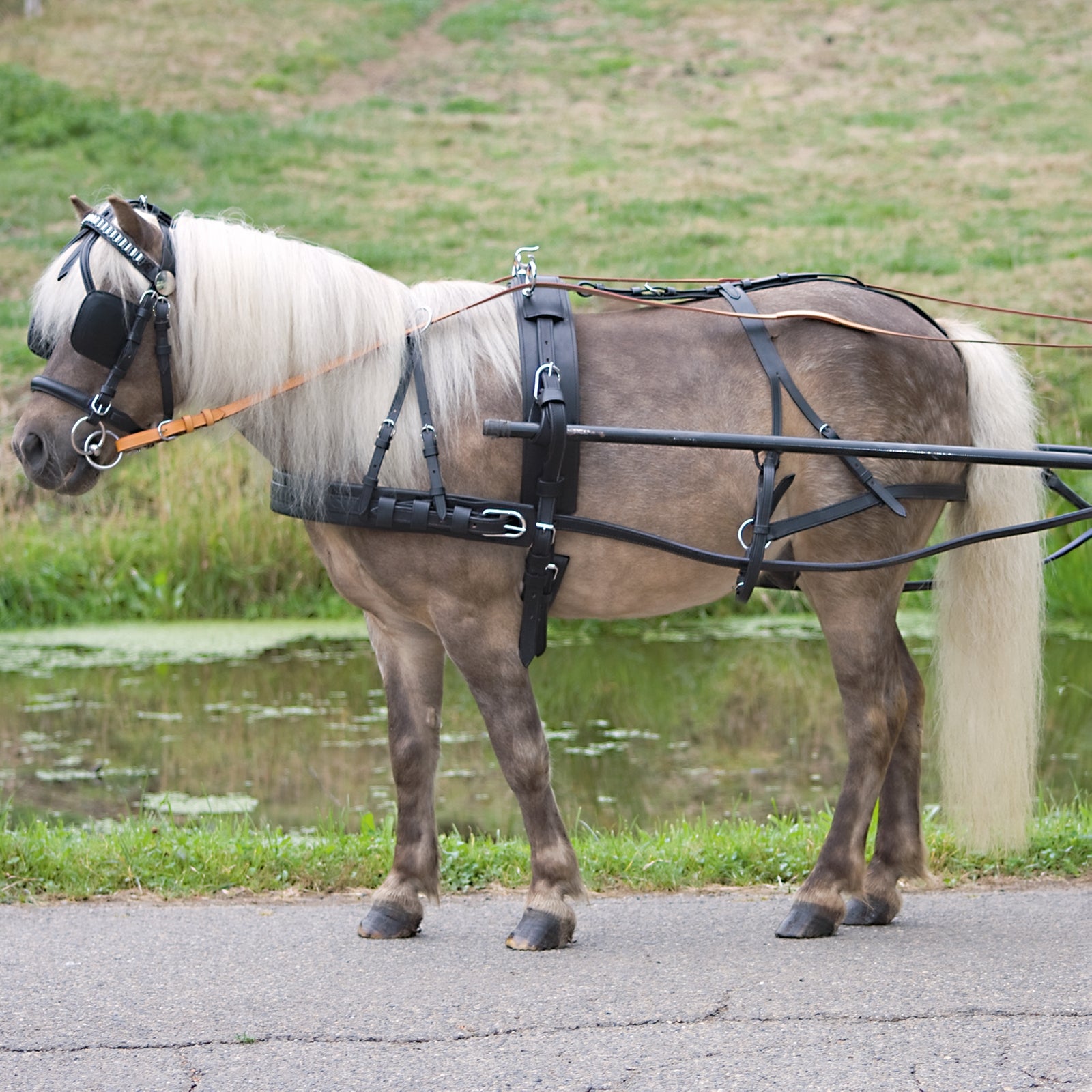 Waldhausen Economic Single Harness Pony and Shetty Racing Tack
