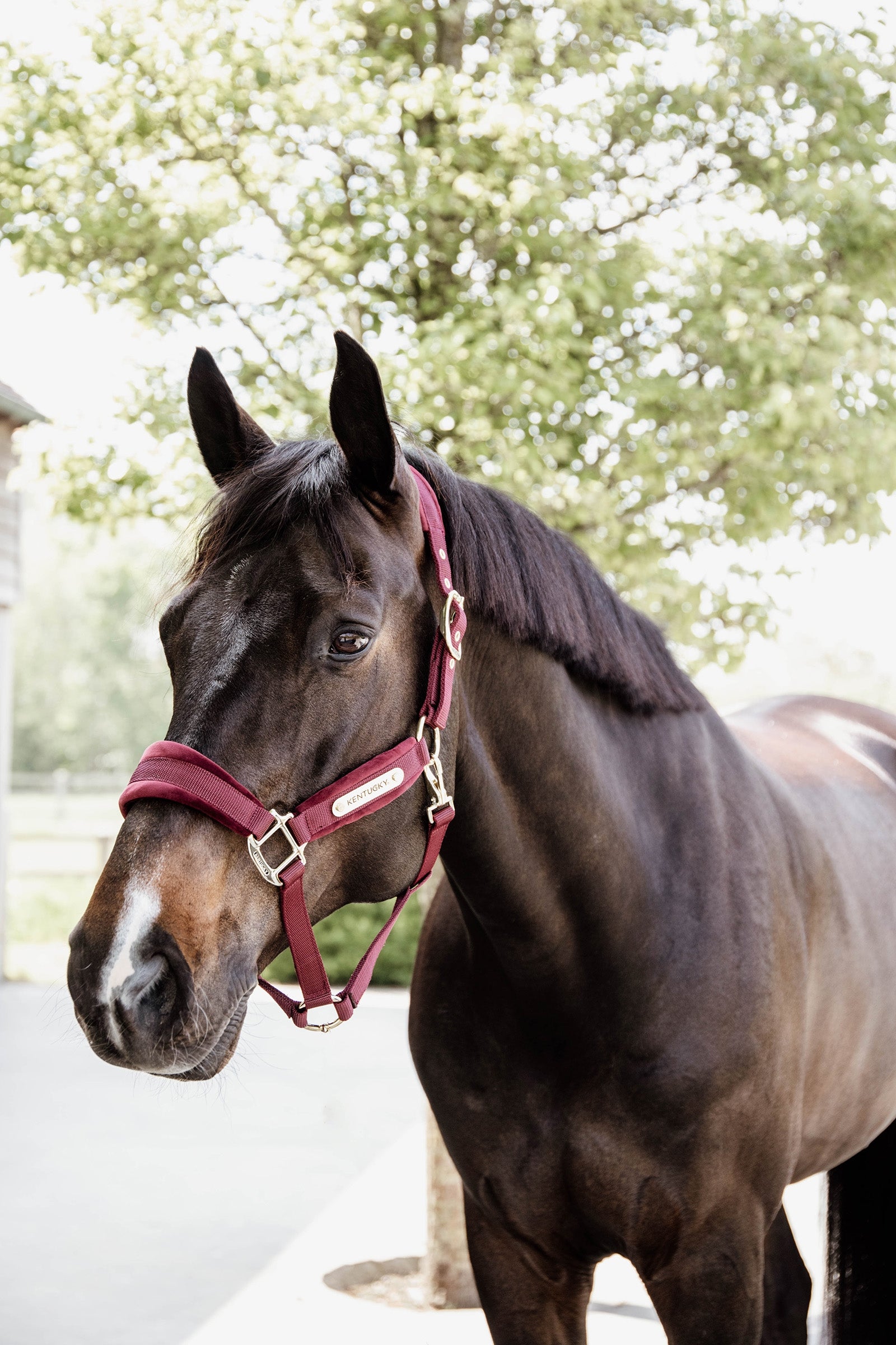 Kentucky Horsewear Velvet Halter Halters & Leads