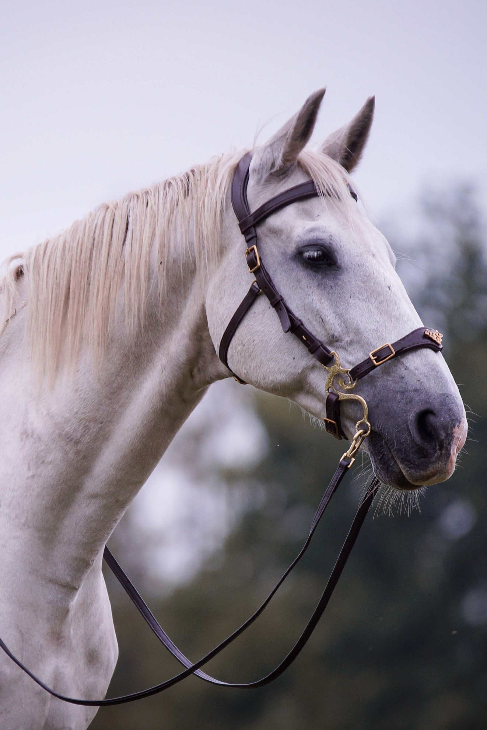 F.R.A. Freedom Riding Articles Imperial Hackamore Bridle With Reins (System 2) Shire Bridles & Reins