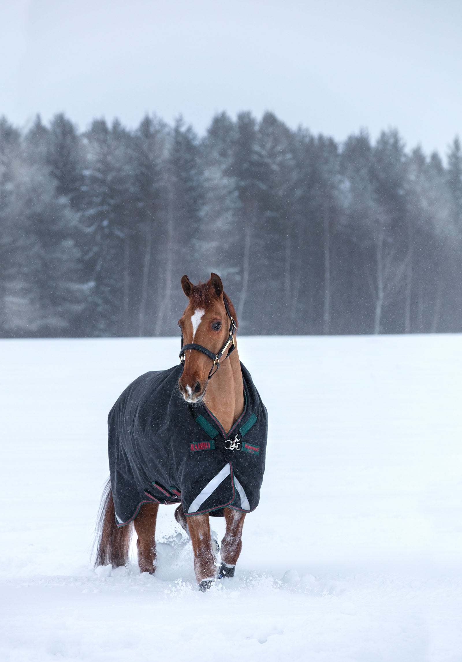 RAMBO All-In-One Coperta da Paddock 400 g - Horse&Green RAMBO All-In-One Coperta da Paddock 400 g - Horse&Green