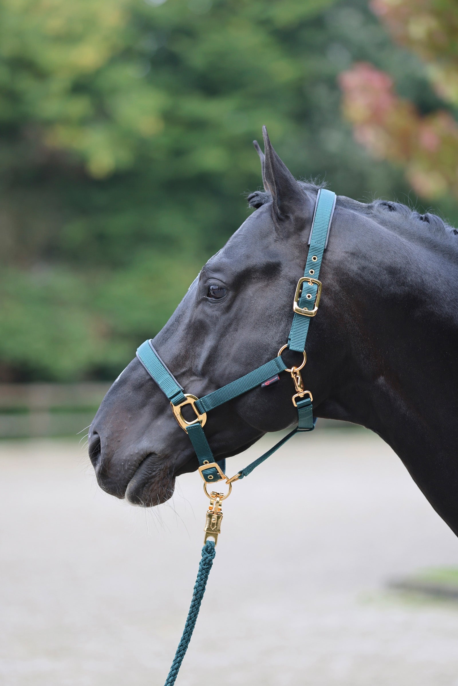 Covalliero TopLine Halter Halters & Leads