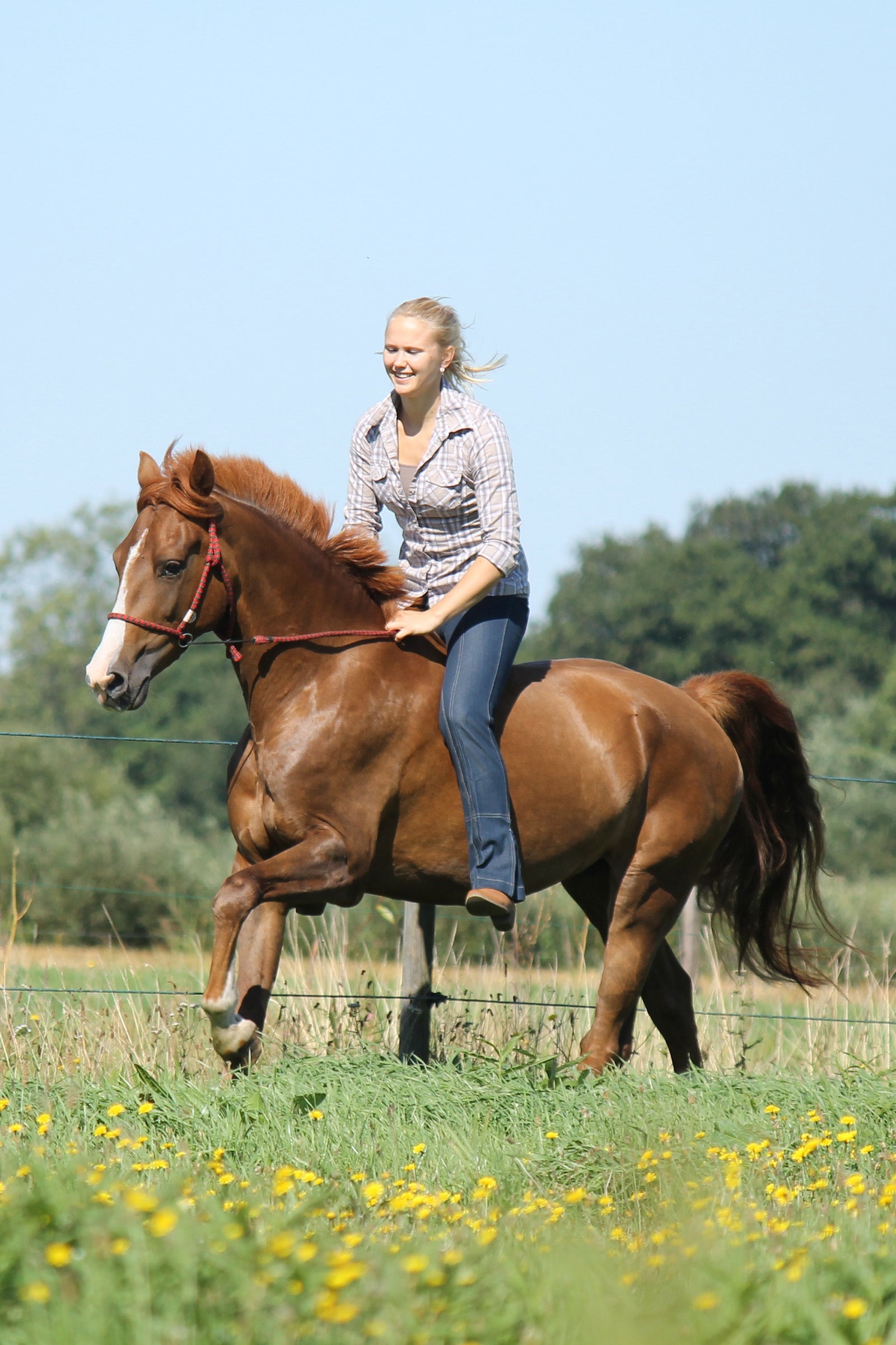 F.R.A. Freedom Riding Articles Igor Bitless Bridle (System 4) Bridles & Reins