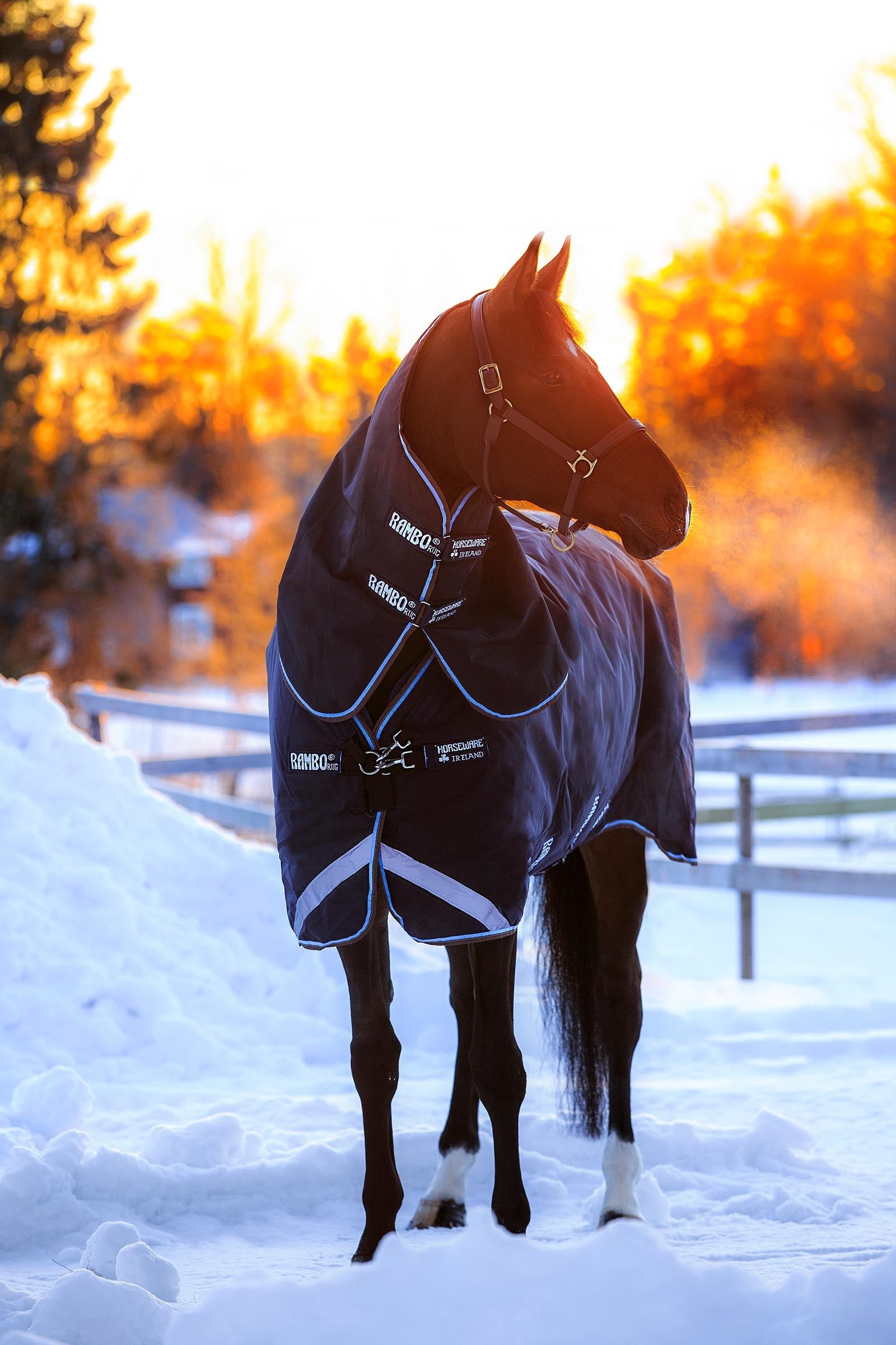 Horseware Rambo Duo Turnout incl. Detachable Hood, 100g Horse Rugs