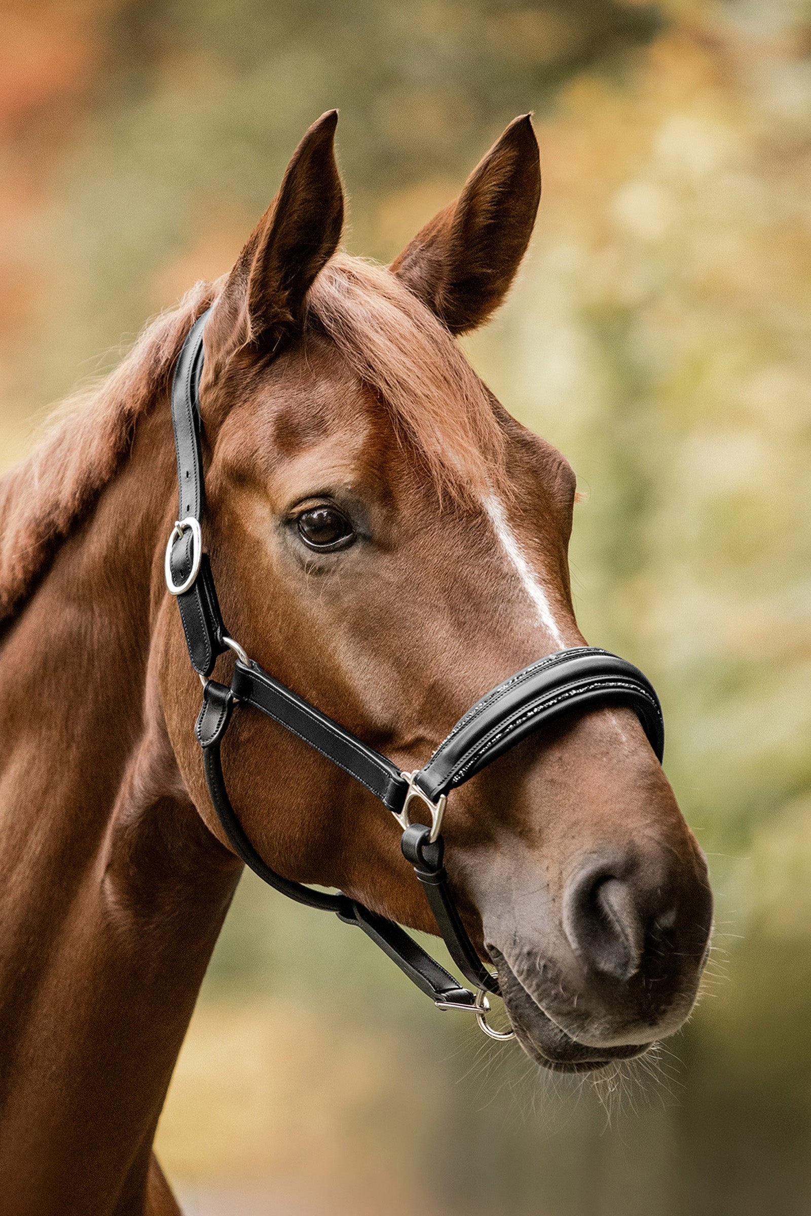 Waldhausen Glamour S-Line Leather Halter Halters & Leads