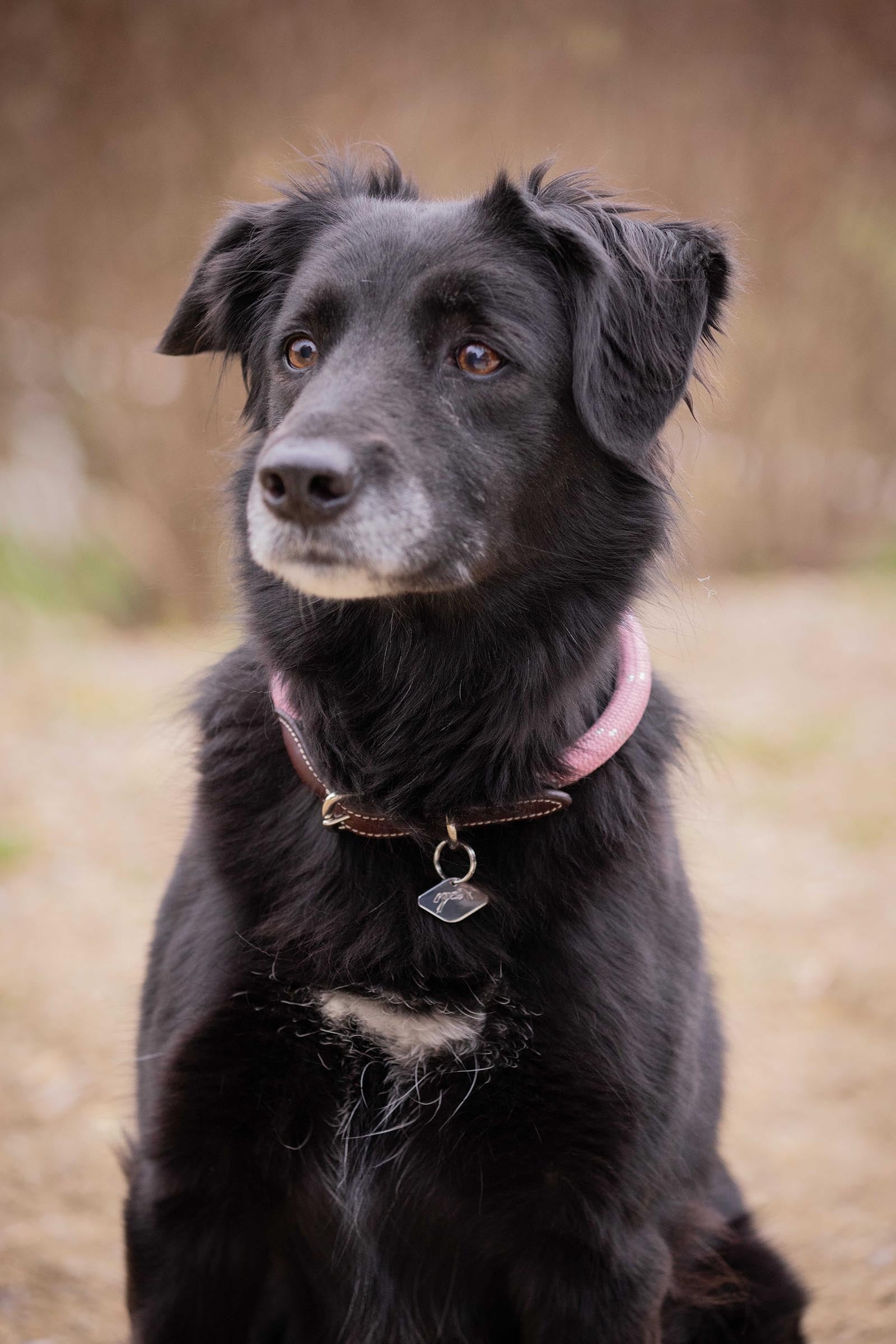 PENELOPE Billie Dog Collar Dog Accesories
