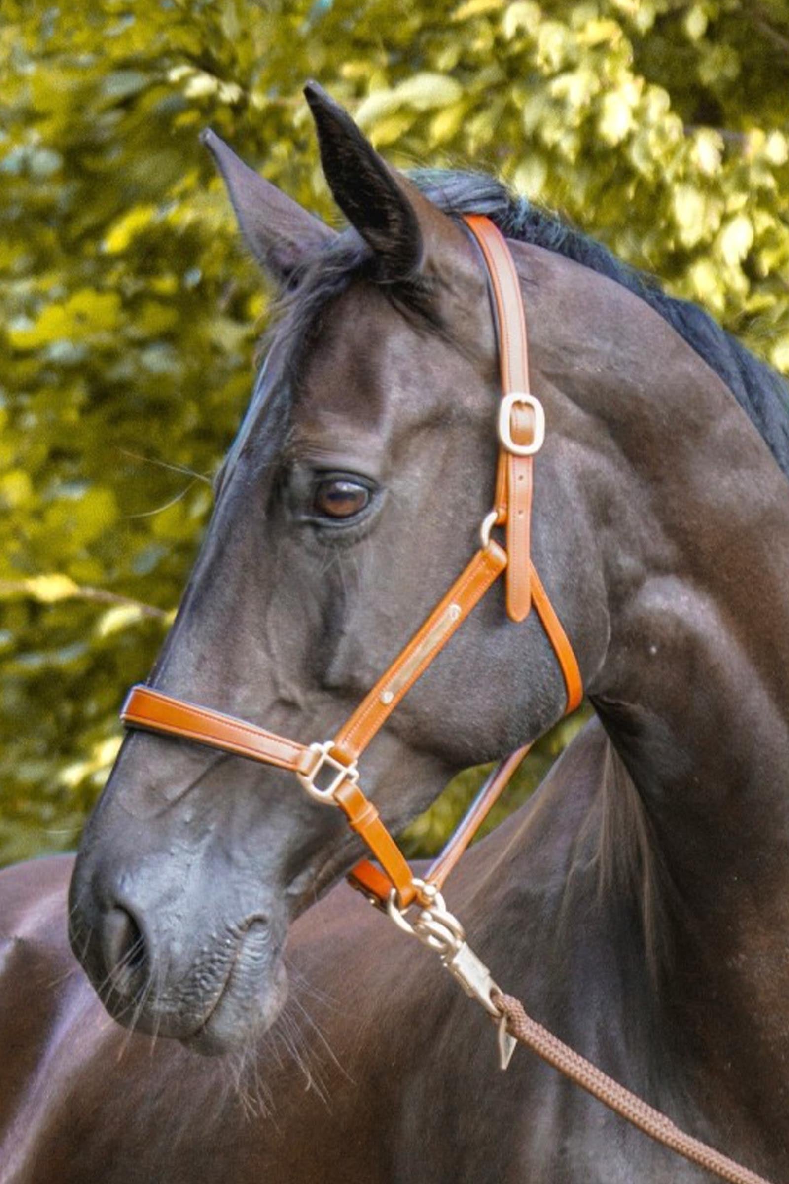 Kavalkade Bennet Leather Halter Halters & Leads