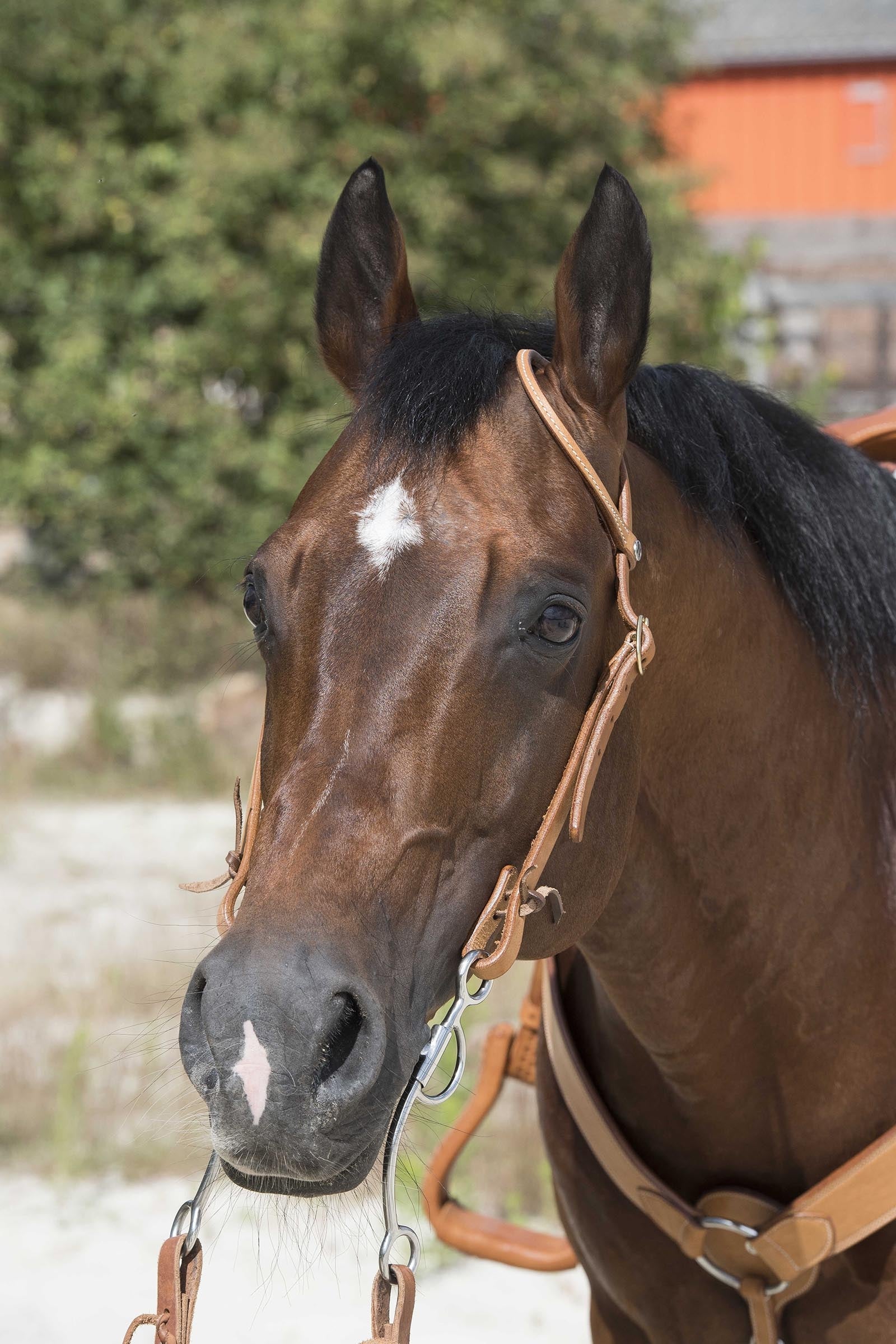 WESTRIDE Bridle By Franck Perret 1-Ear Bridles & Reins