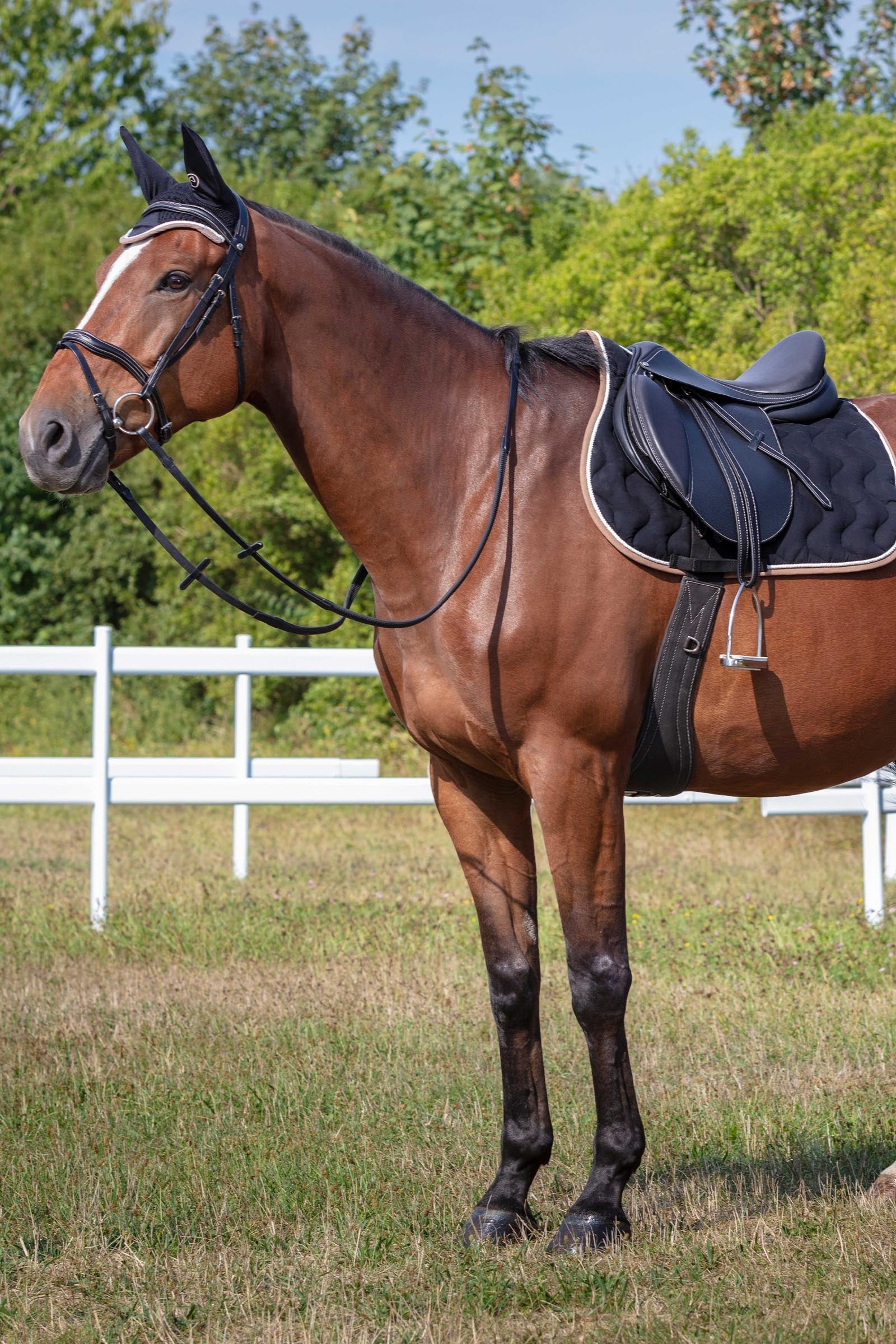 Equi Theme EQUITHÈME Polyfun All Purpose Saddle Pad Saddle Pads