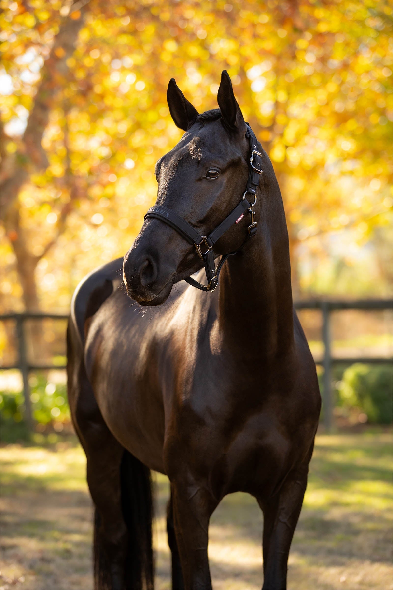 LeMieux Essence Headcollar Halters & Leads