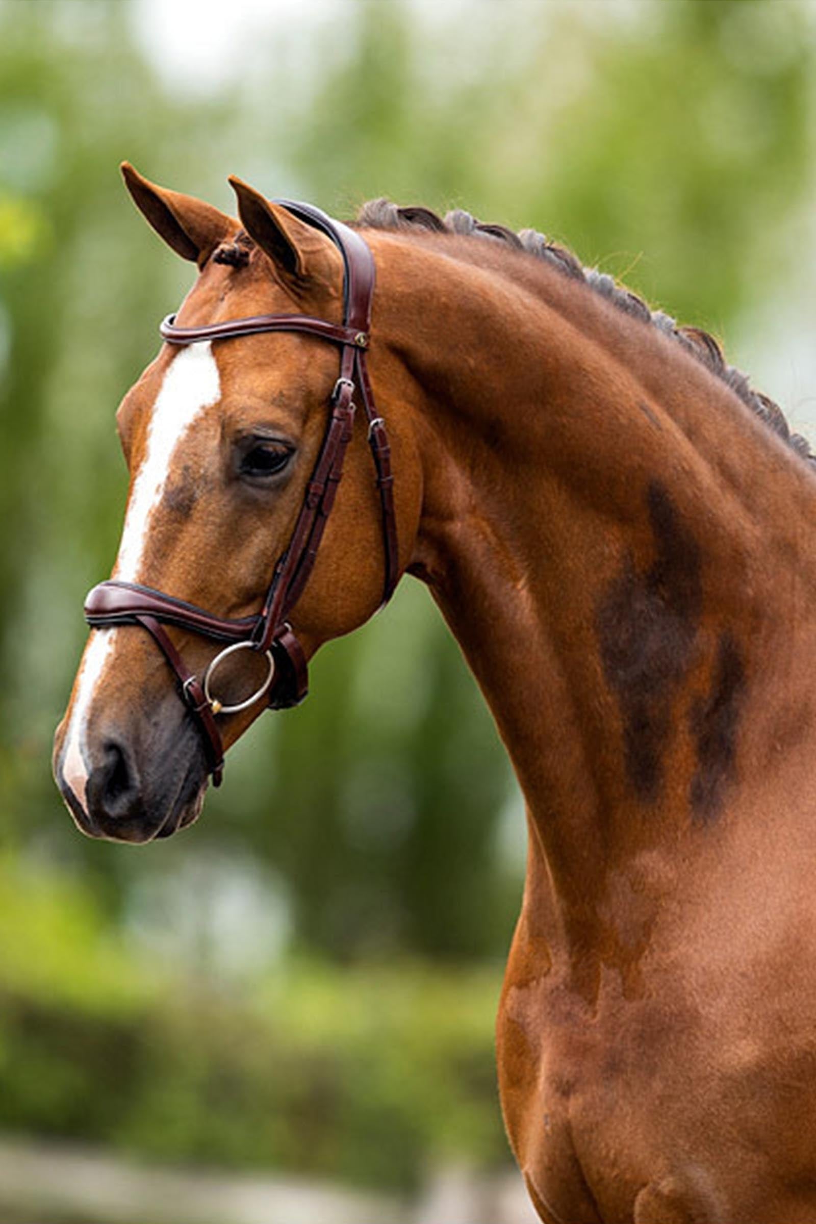 BR Longridge Bridle Bridles & Reins