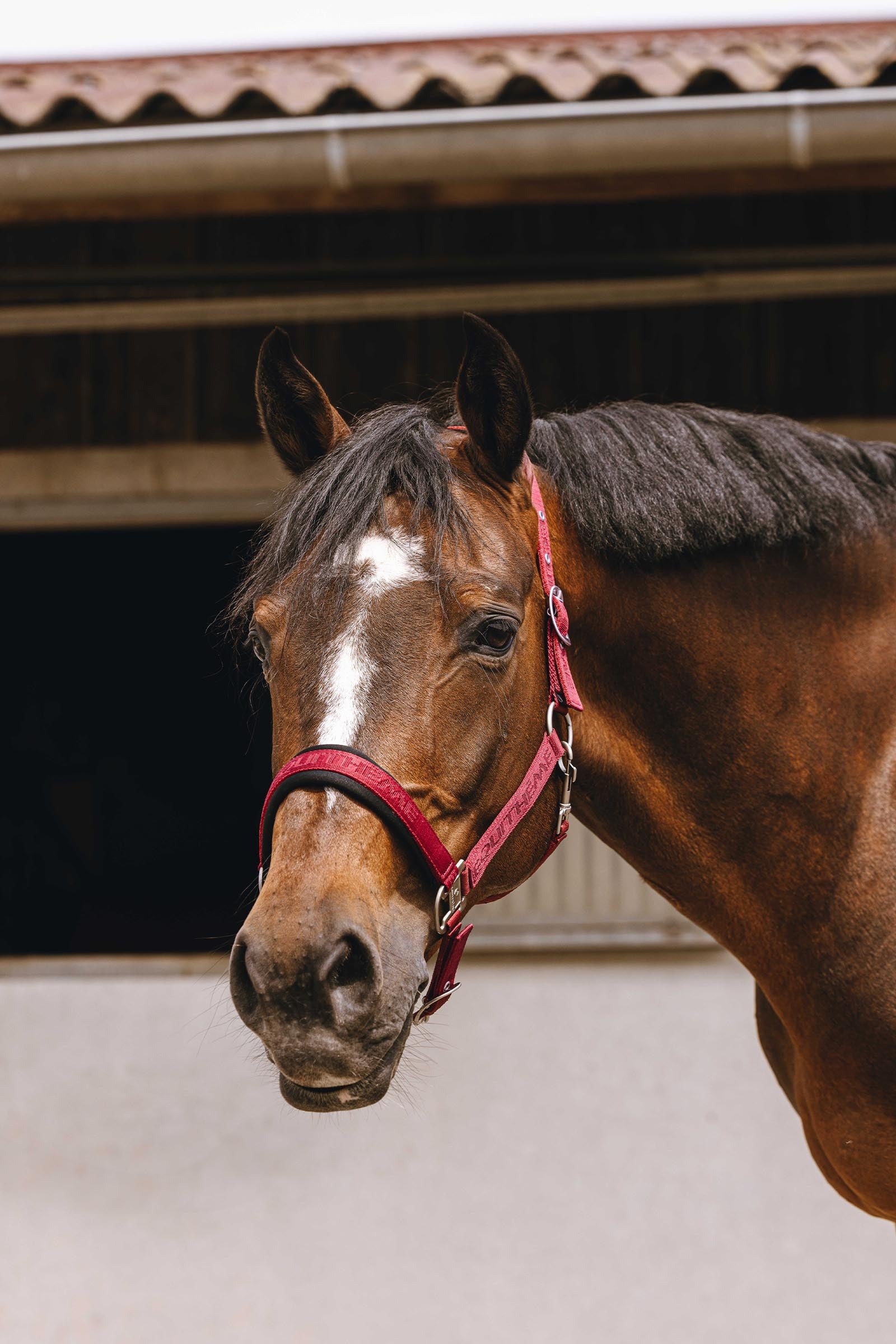 EQUITHÈME Jacquard Nylon Halter Halters & Leads