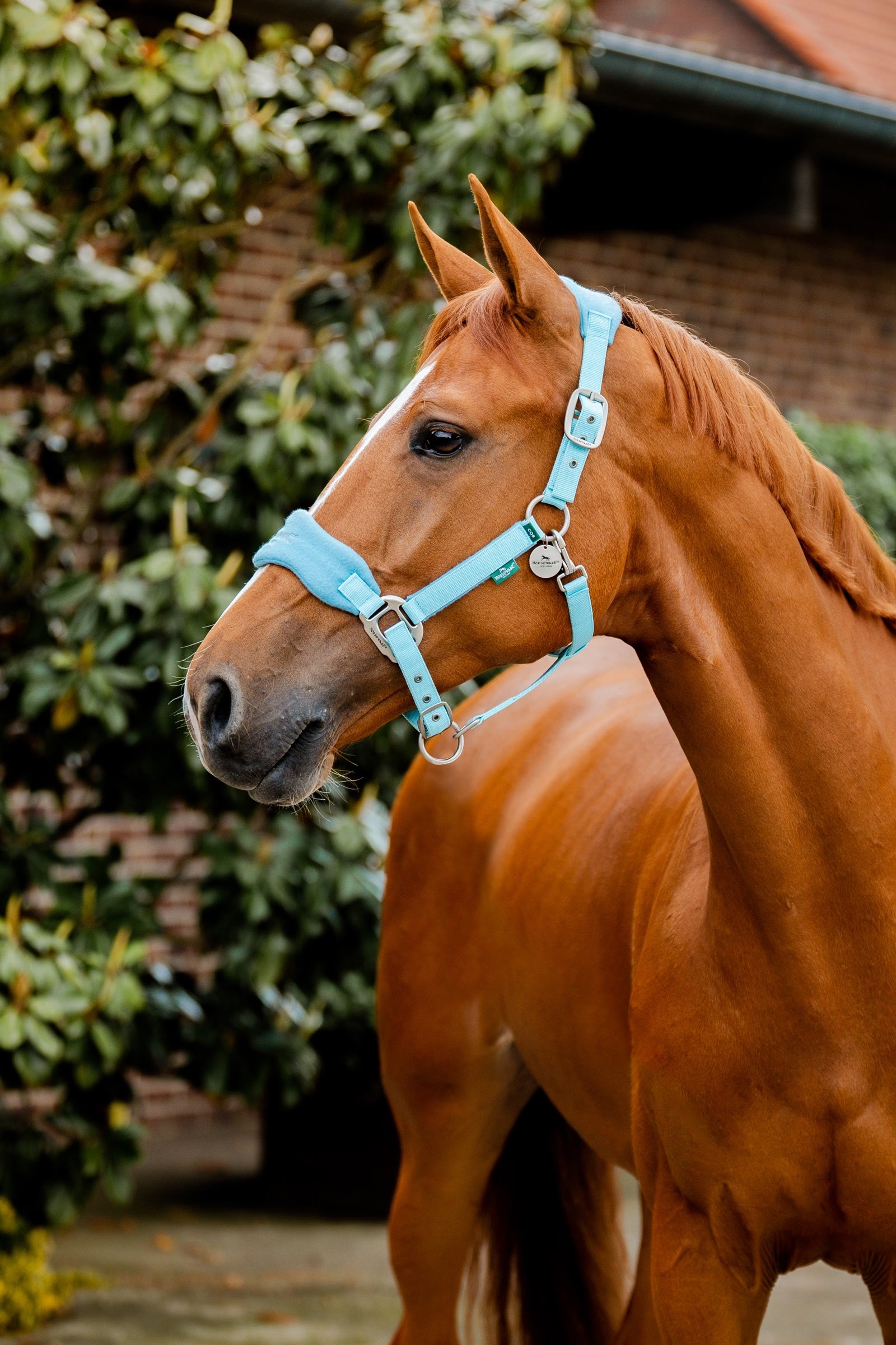 Horseware Signature Grooming Headcollar Halters & Leads