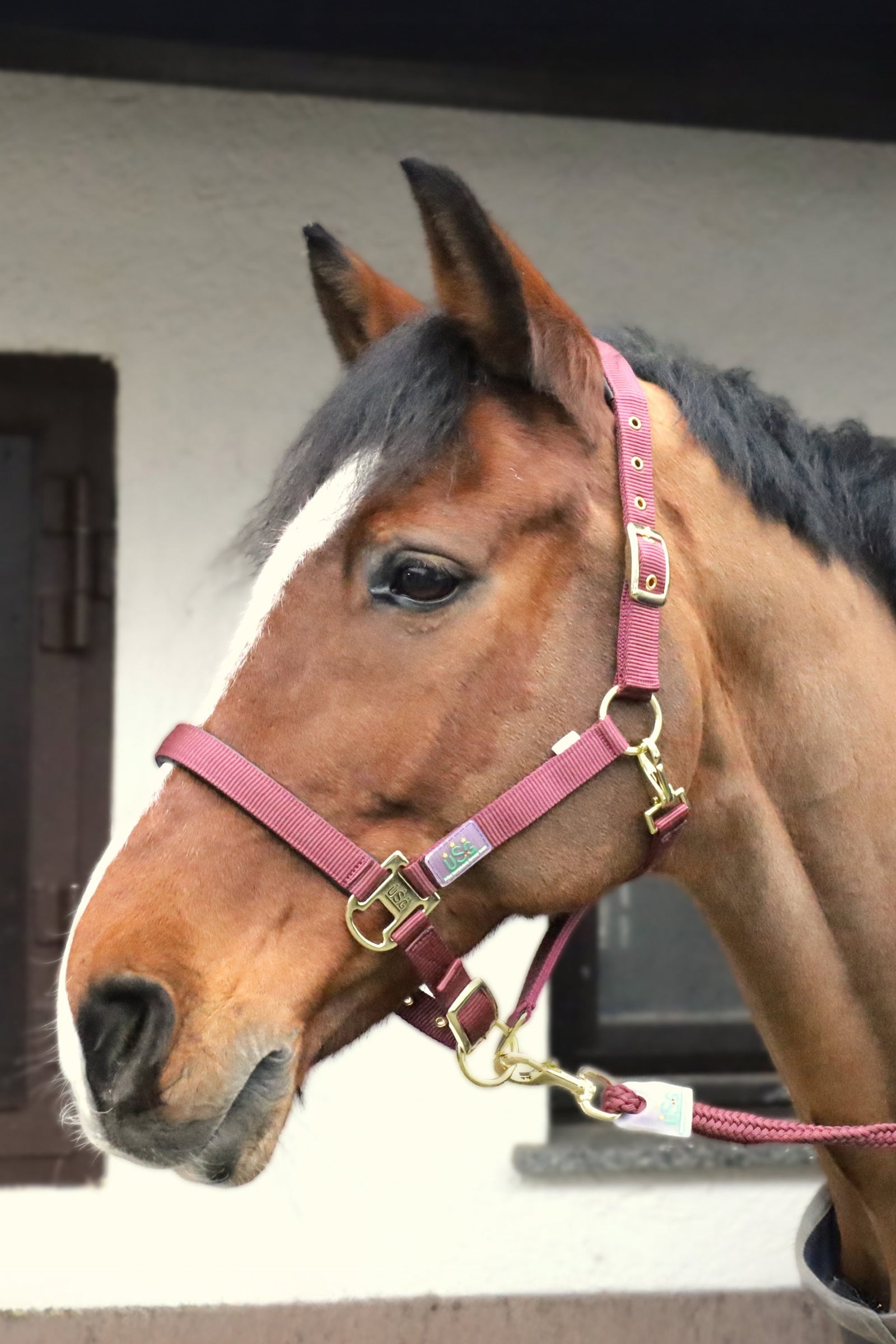 USG Everyday Soft Padded Halter Halters & Leads