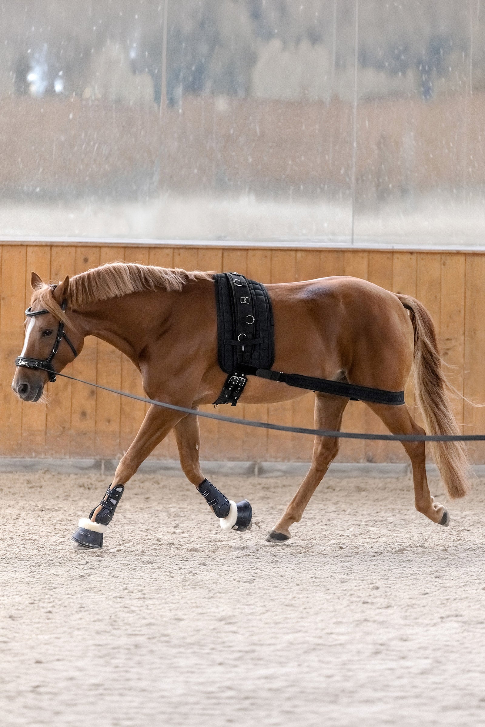 Waldhausen Body Bandage, Activation of the Hindquarters Leg Protection & Hoof Protection for Horses
