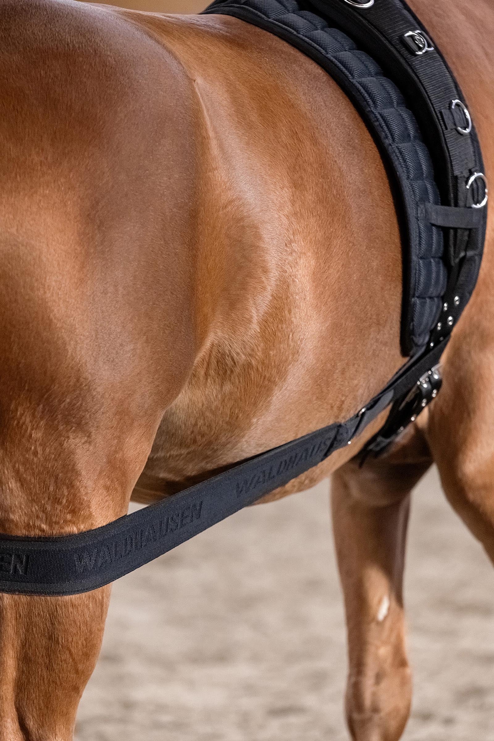 Waldhausen Body Bandage, Activation of the Hindquarters Leg Protection & Hoof Protection for Horses