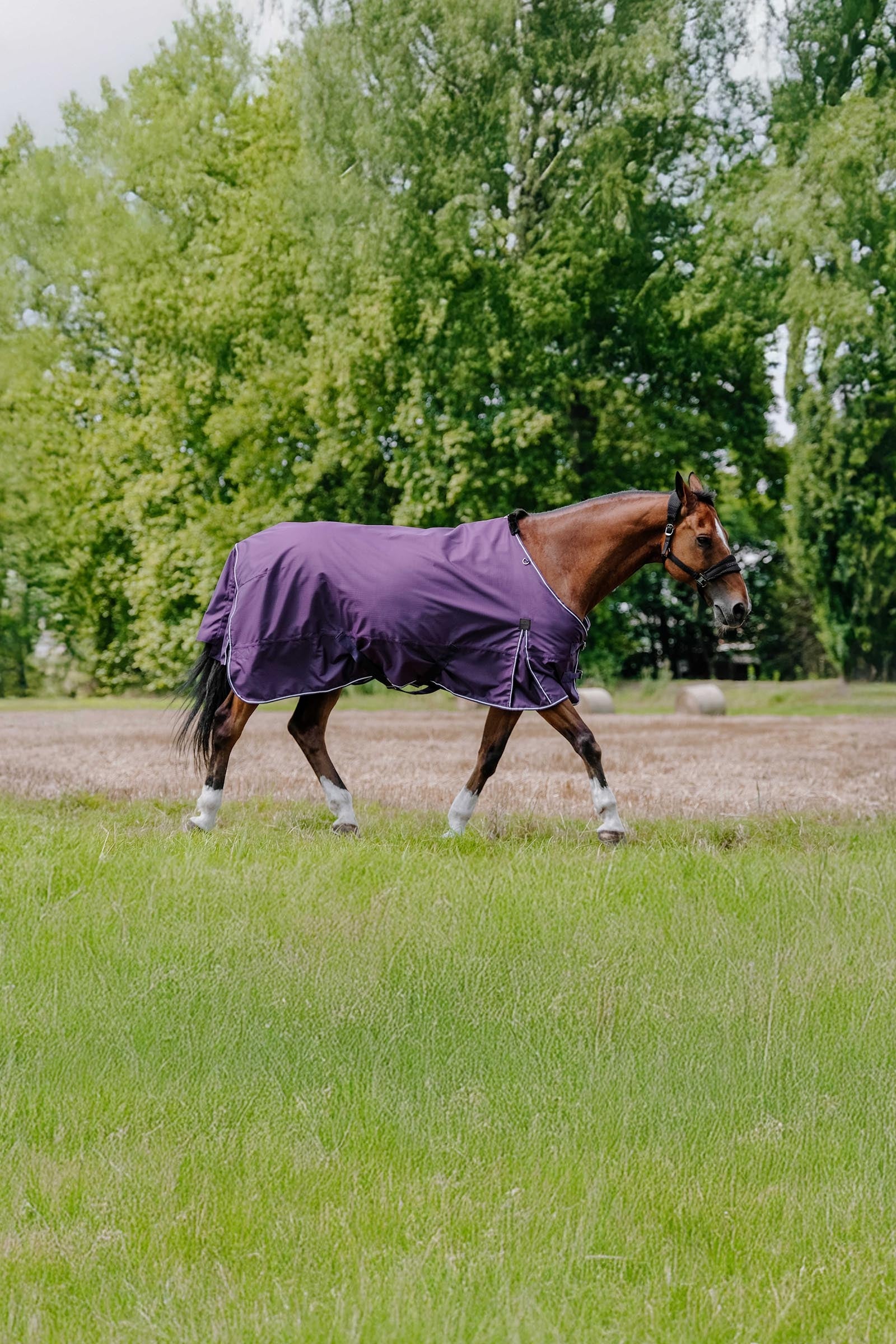 EQUITHÈME TYREX Aisance 600D Turnout Rug, 0 g Horse Rugs