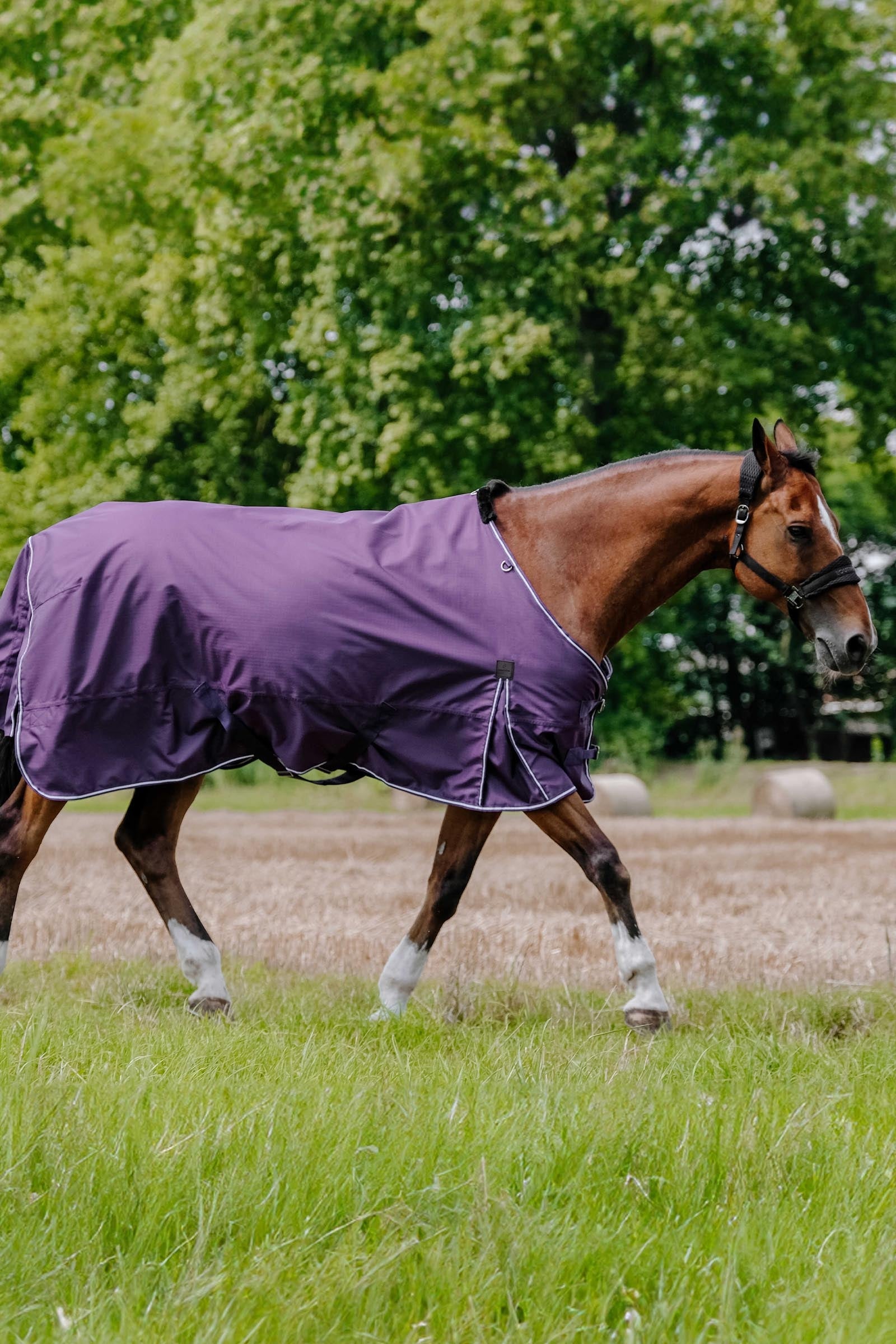EQUITHÈME TYREX Aisance 600D Turnout Rug, 0 g Horse Rugs