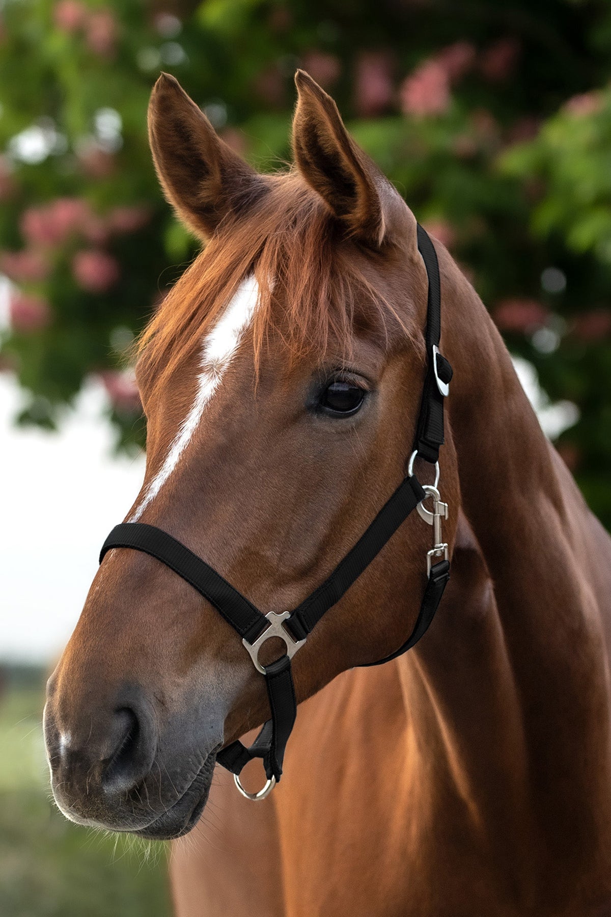 Waldhausen Perlon Halter Halters & Leads