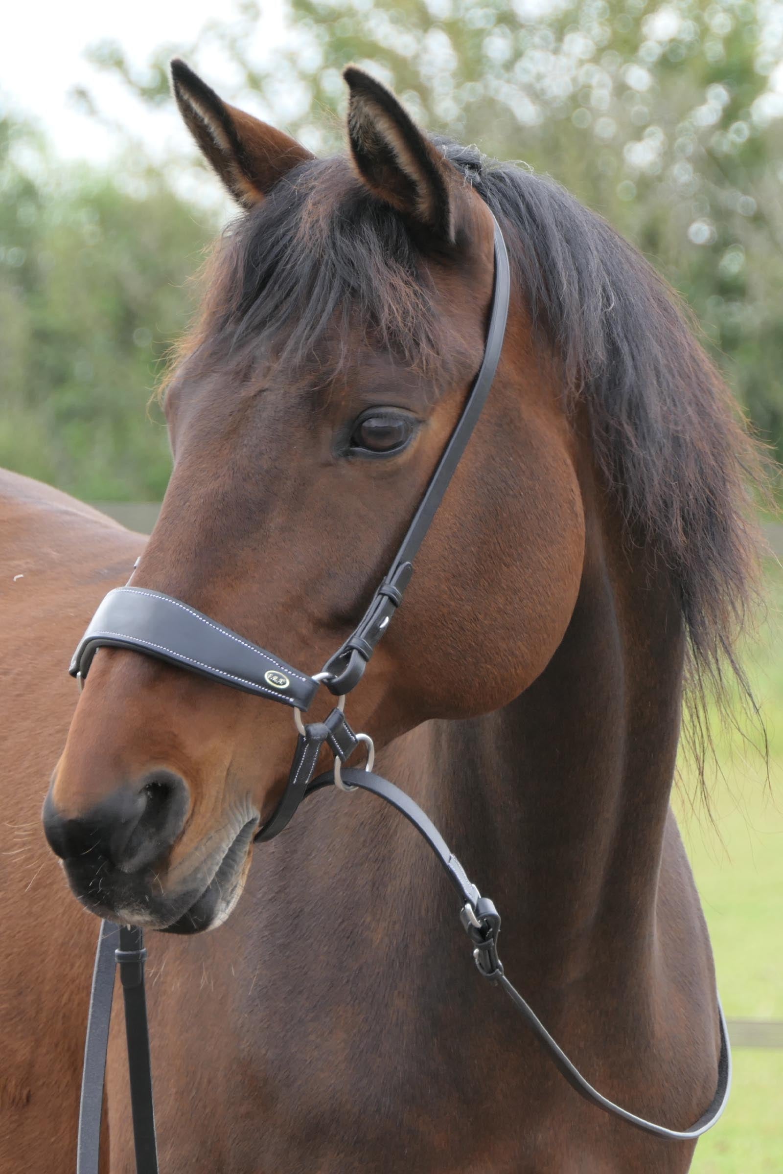 F.R.A. Freedom Riding Articles Lami Bitless Bridle (System 4) w/ Reins & Studhook Connect Bridles & Reins