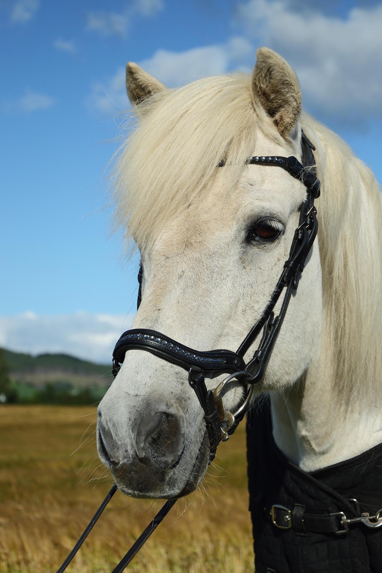 Catago Raja Icelandic Bridle Bridles & Reins