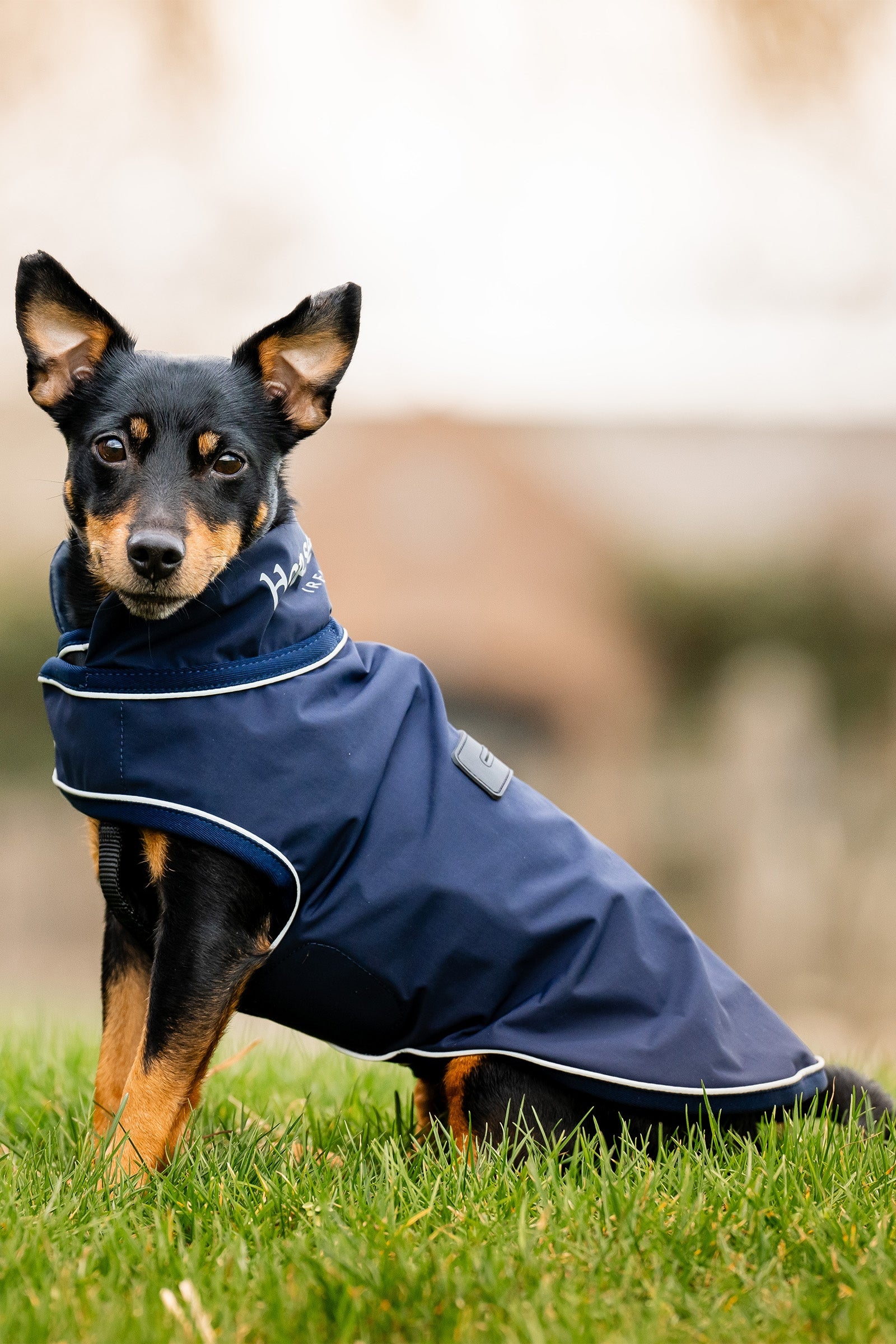 Horseware Signature Dog Rain Coat Dog Accesories
