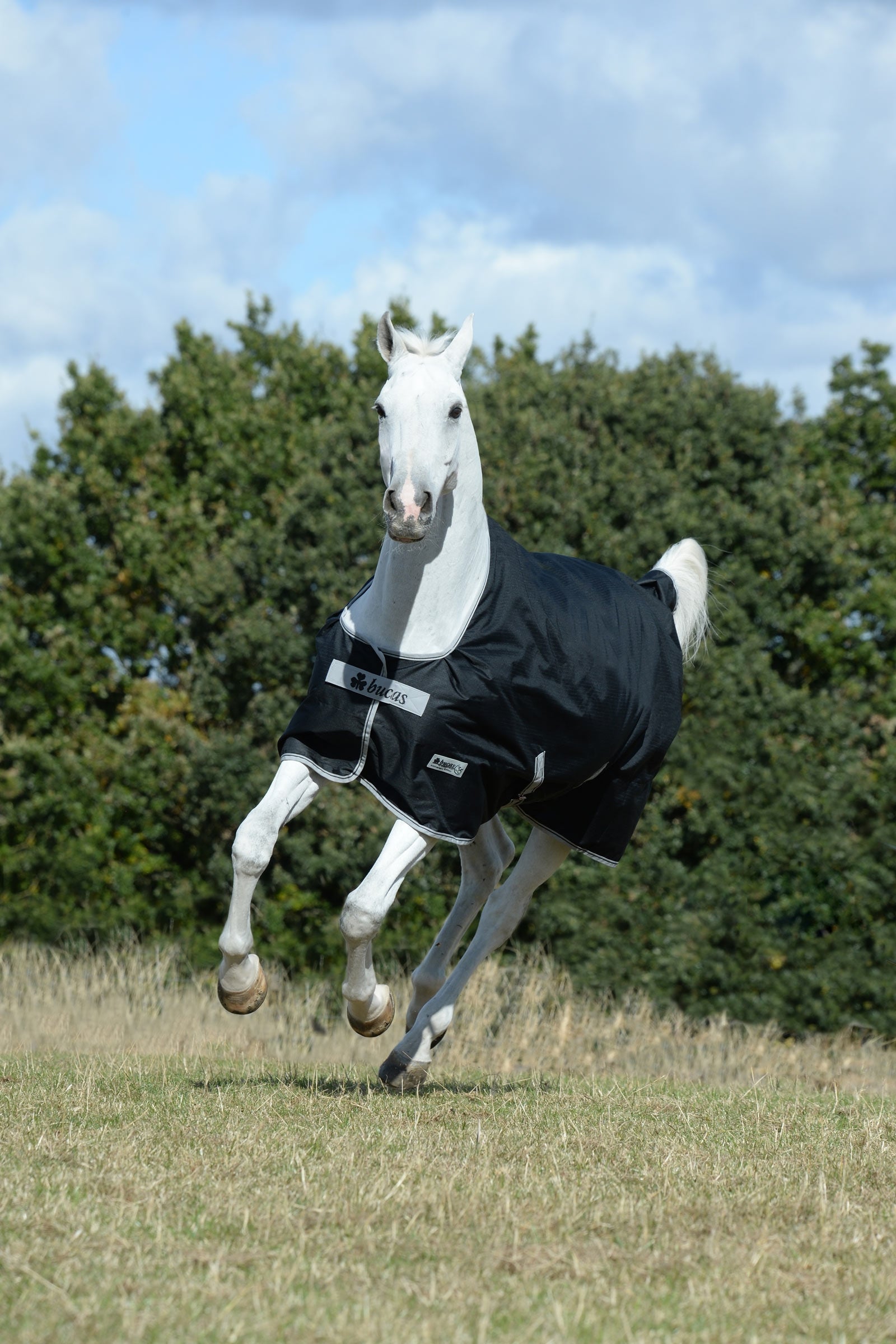Bucas Anniversary SF Light Rain Turnout Rug, 50g Horse Rugs
