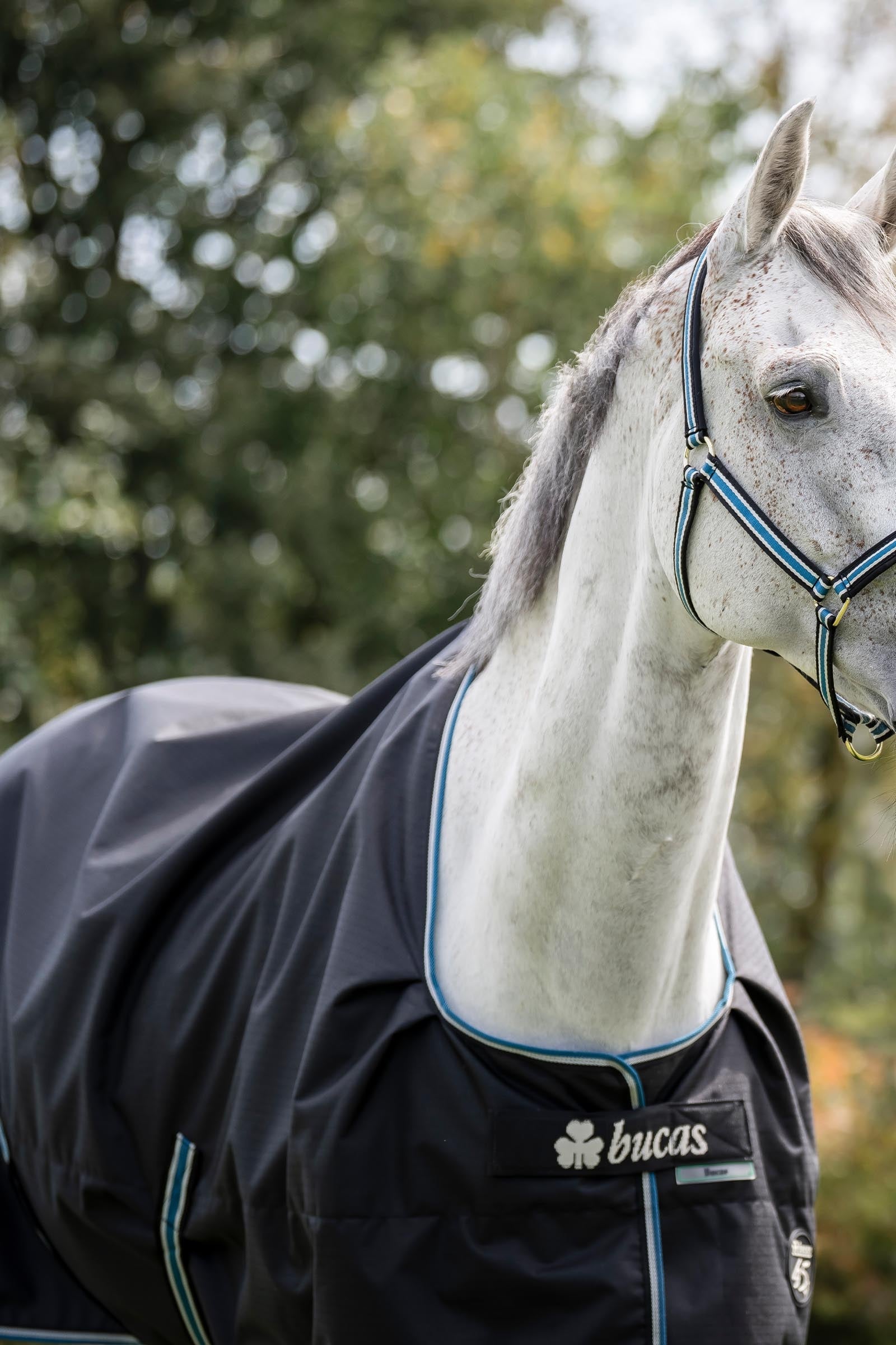 Bucas Anniversary SF Light Rain Turnout Rug, 50g Horse Rugs