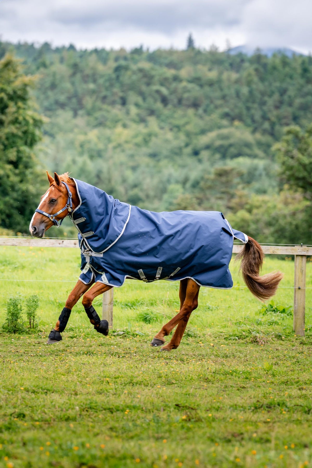 Horseware Amigo Bravo 12 Plus Turnout Rug With Detachable Neck, 400g Horse Rugs