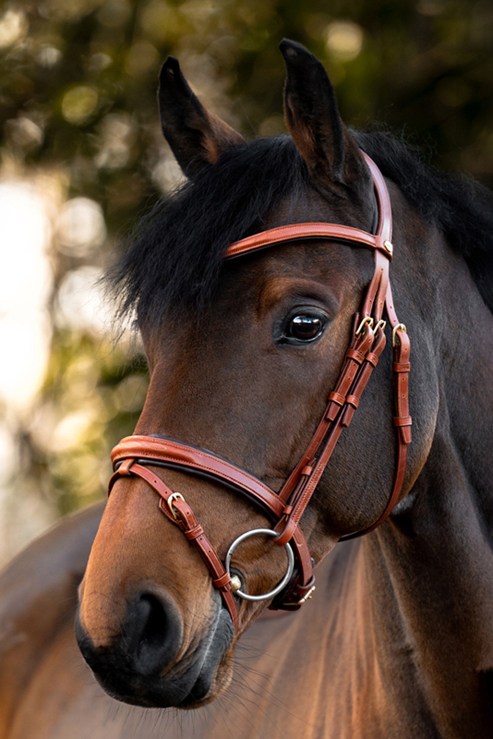 Kavalkade Robin English Bridle Bridles & Reins