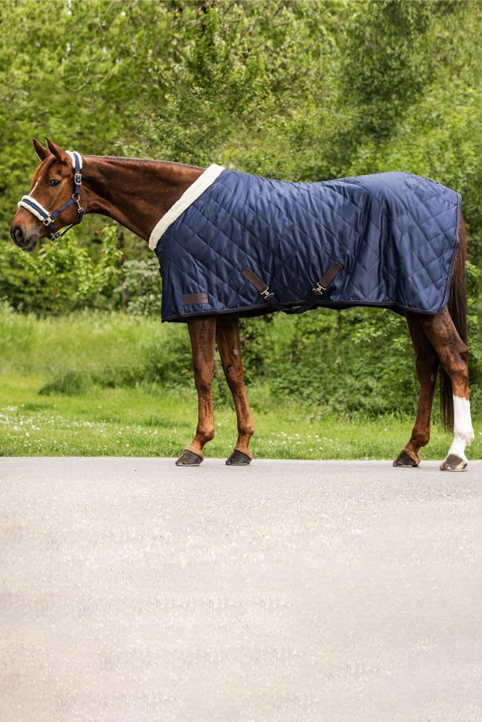 Waldhausen Exclusive Travel Rug, 50g Horse Rugs