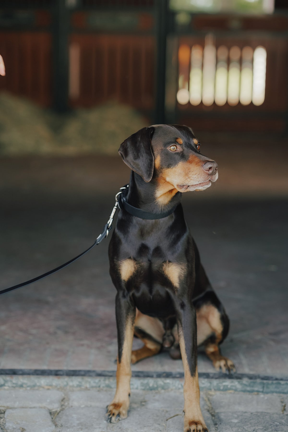 Eskadron Hunter x ESKADRON SPARK ADJUST Dog Leash Dog Accesories